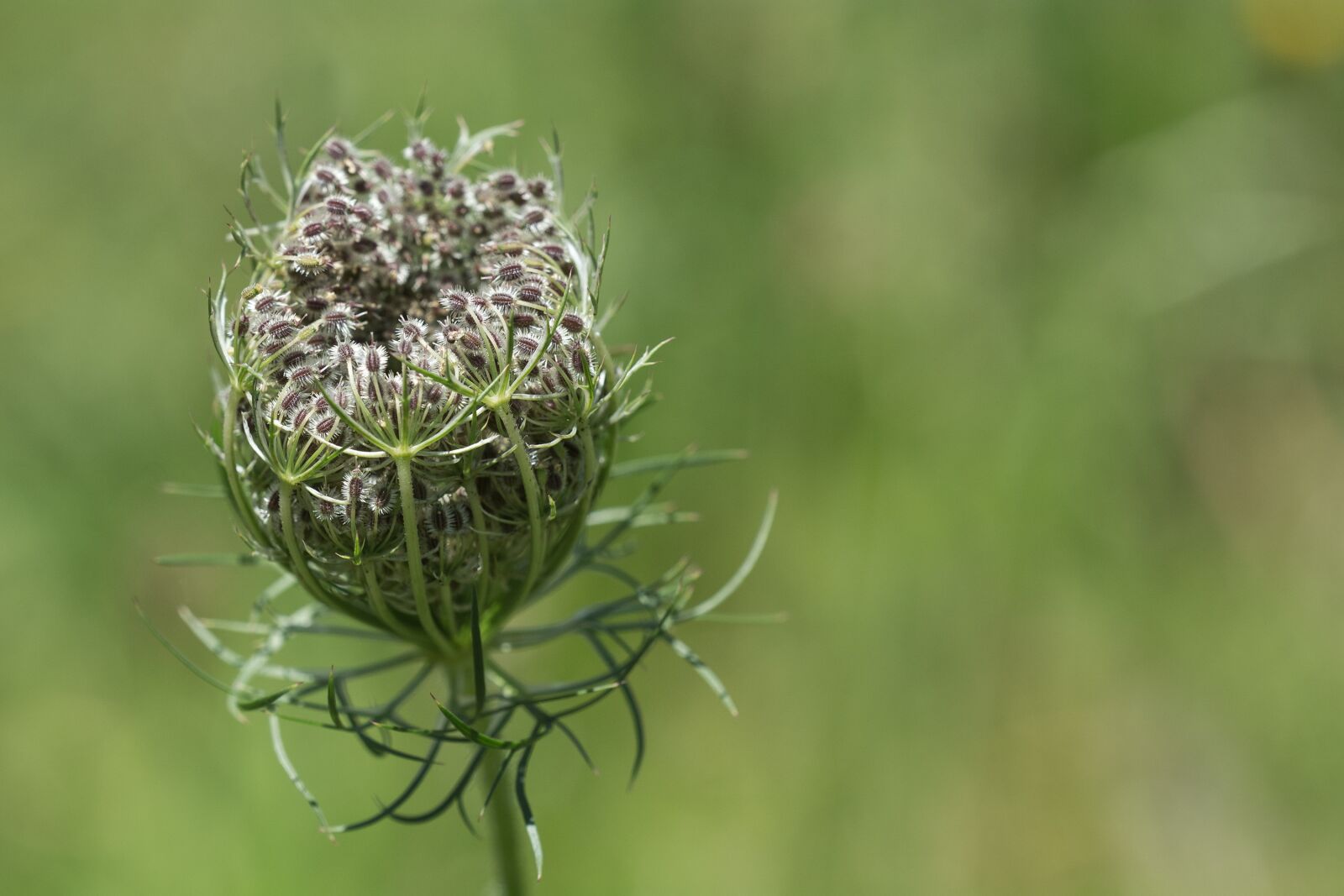 Nikon D7100 sample photo. Wild carrot, plant, grassland photography
