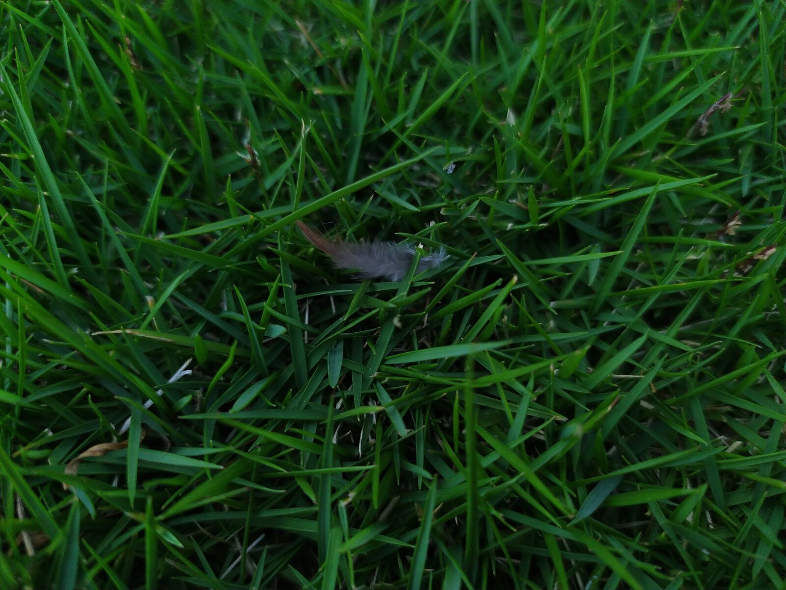 Xiaomi Redmi Note 7 sample photo. Background, bird, clean photography