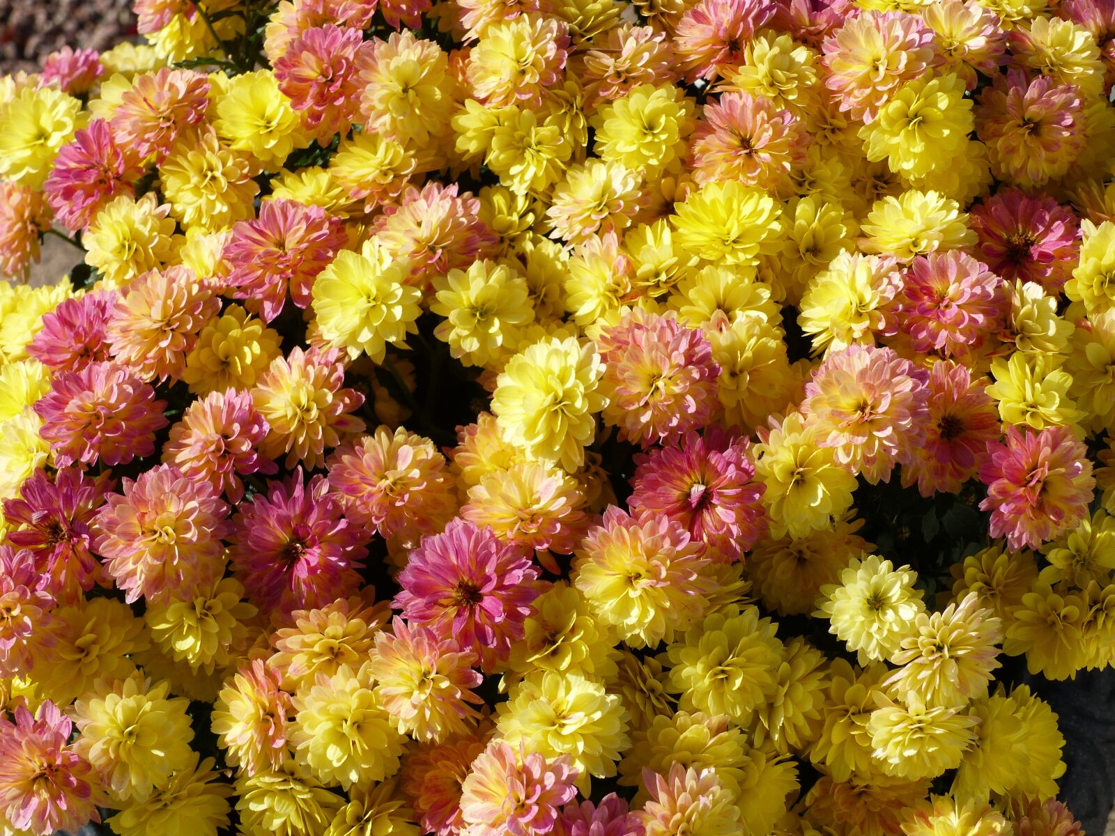 Panasonic Lumix DMC-FZ200 sample photo. Chrysantemum, flowers, colors photography