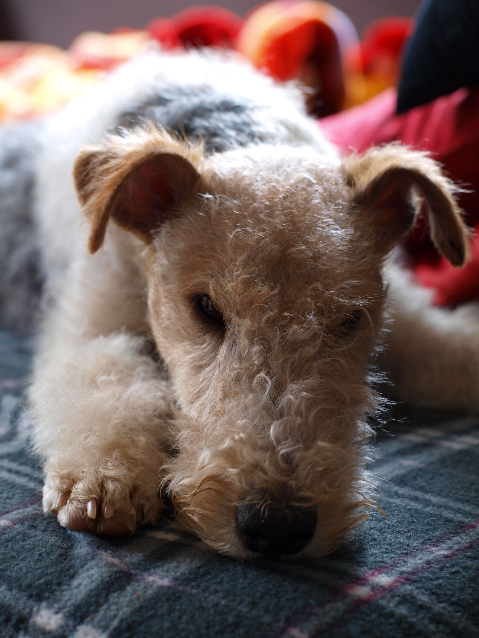 Olympus E-420 (EVOLT E-420) sample photo. Dog, fox terrier, still photography