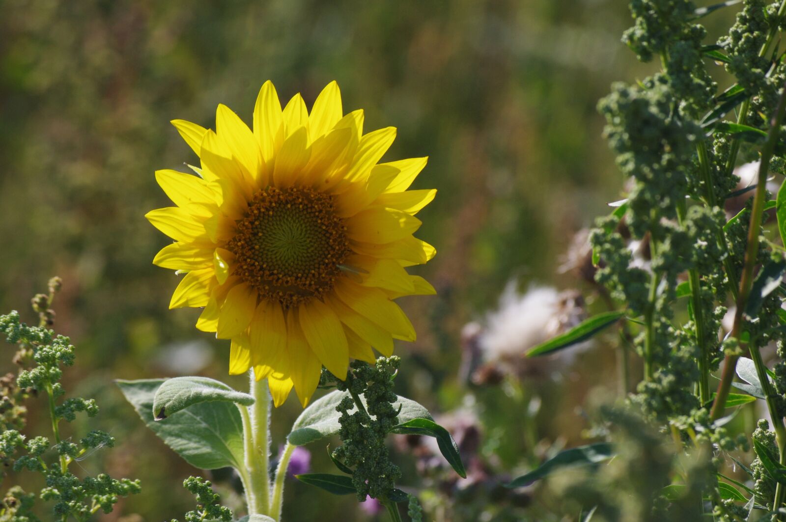 Pentax K-x sample photo. Sunflower, flower, nature photography