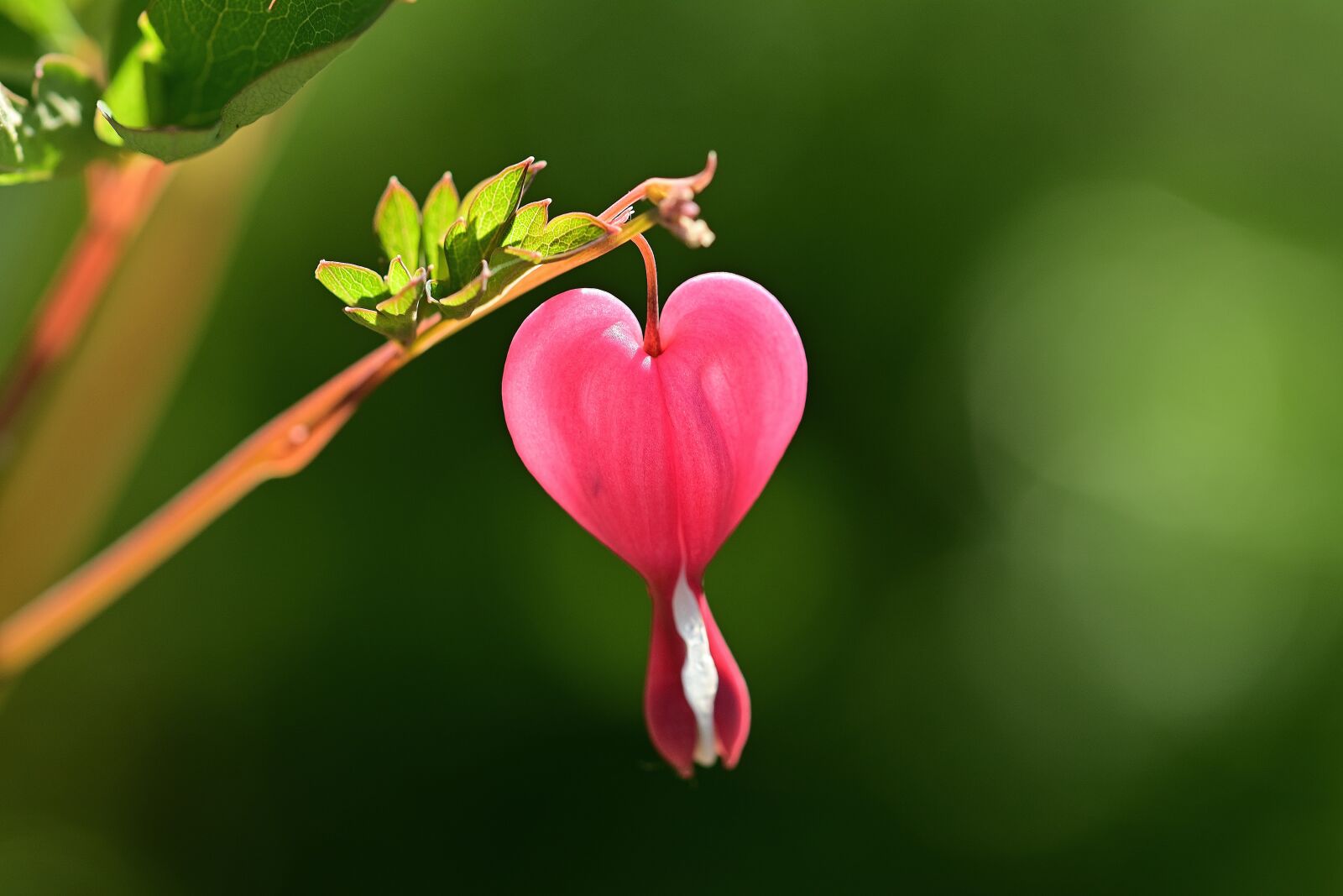 Nikon D5200 sample photo. Blossom, bloom, bleeding heart photography