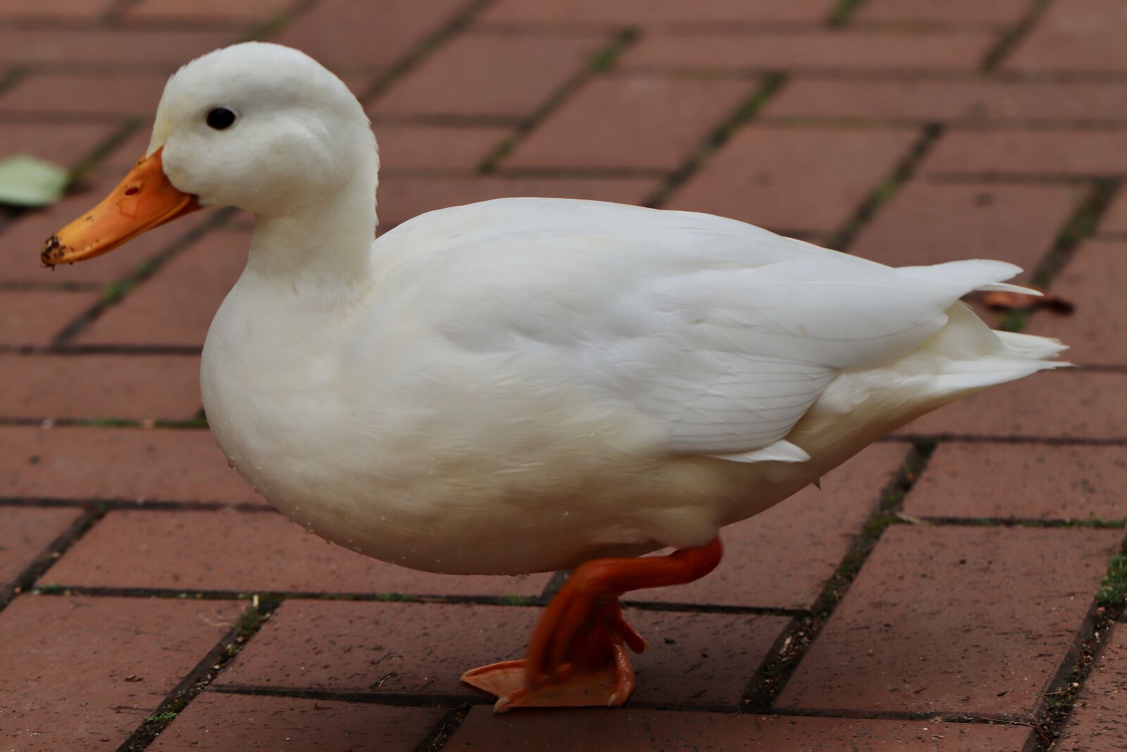 Canon EOS 800D (EOS Rebel T7i / EOS Kiss X9i) sample photo. Duck, mallard, white duck photography