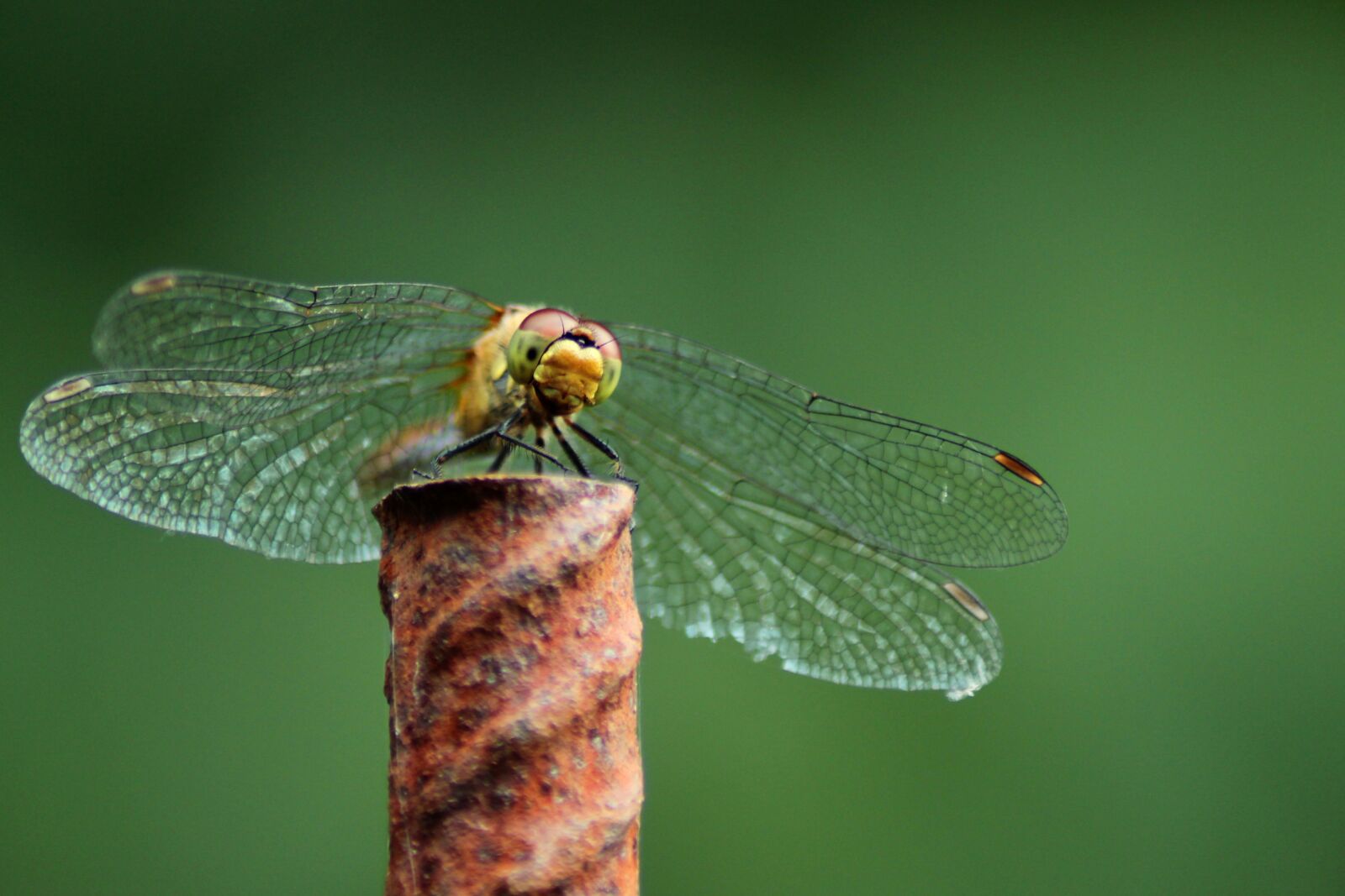 Canon EOS 1300D (EOS Rebel T6 / EOS Kiss X80) sample photo. Dragonfly, insect, macro photography
