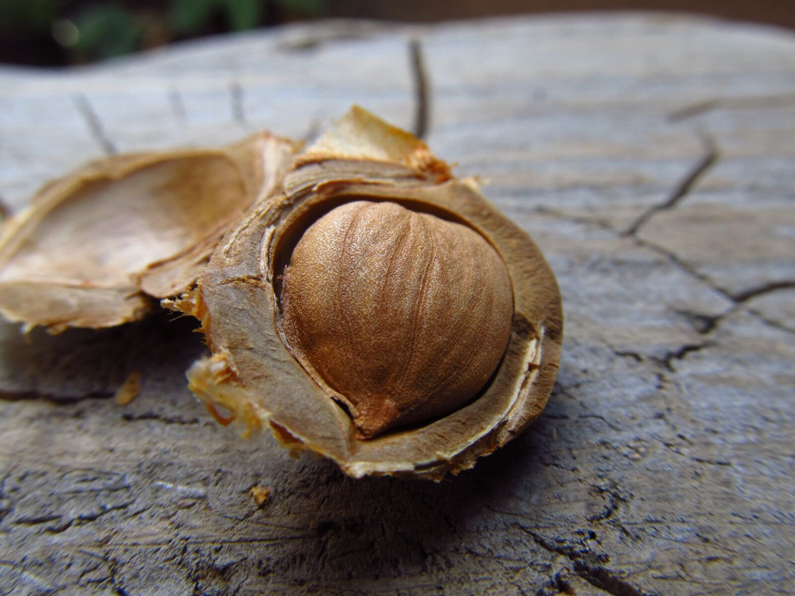 Canon PowerShot SX130 IS sample photo. Nuts, apricot, food photography