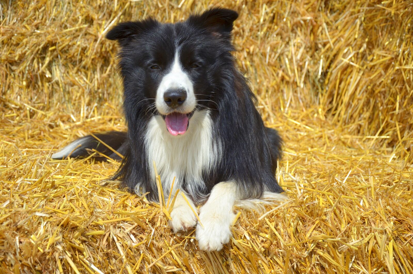Nikon D5100 sample photo. Purebred dog, border collie photography