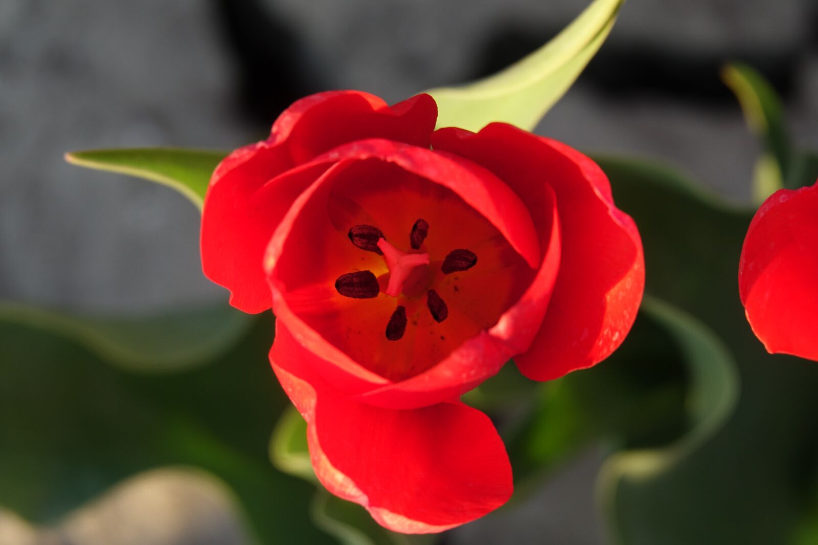 Sony Cyber-shot DSC-RX10 III sample photo. Tulips, tulip field, red photography