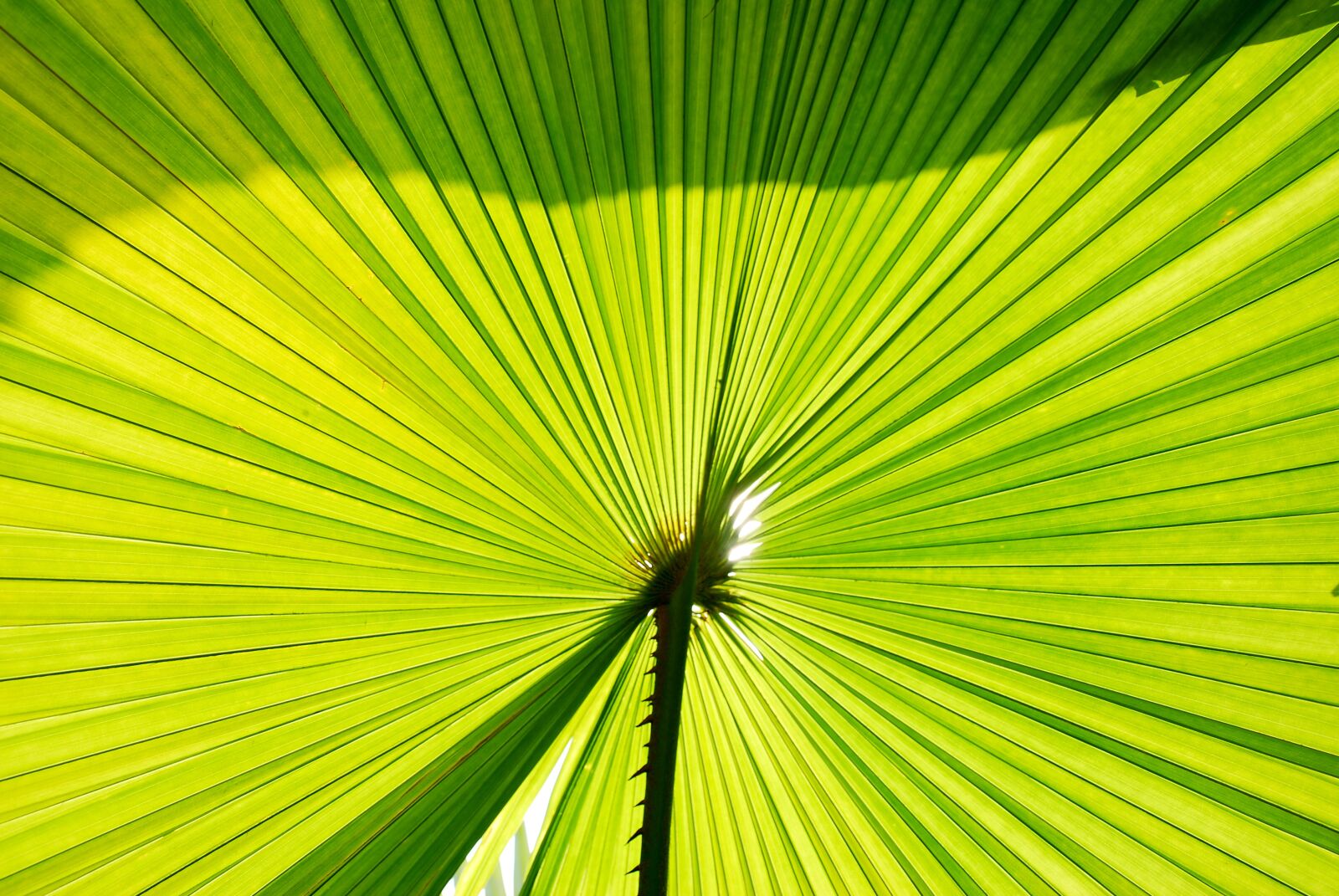 Nikon D60 sample photo. Palm trees, palm leaves photography
