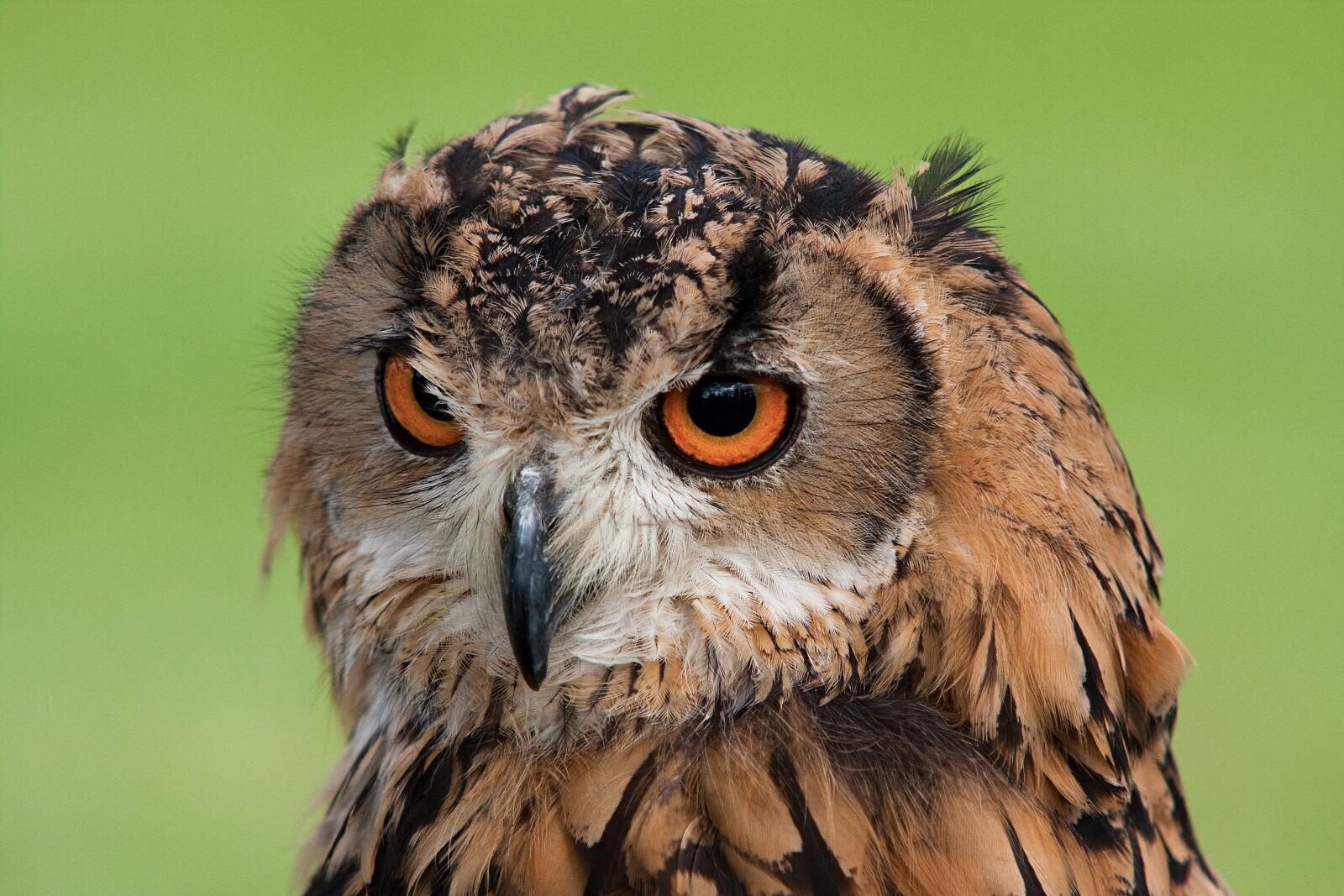 Canon EOS 40D sample photo. Animal, beak, bird photography