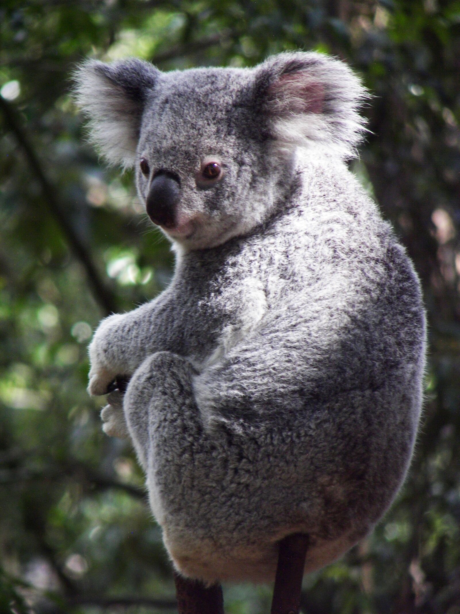 Kodak P712 ZOOM DIGITAL CAMERA sample photo. Koala, australia, koala bear photography
