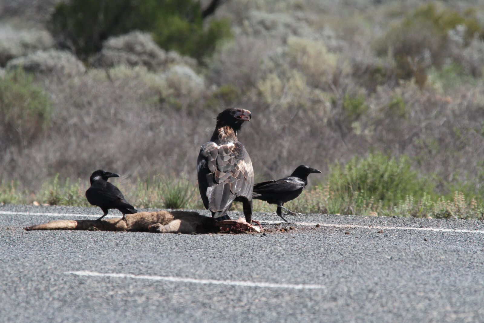 Canon EOS 7D sample photo. Eagle, wedgetail, bird photography