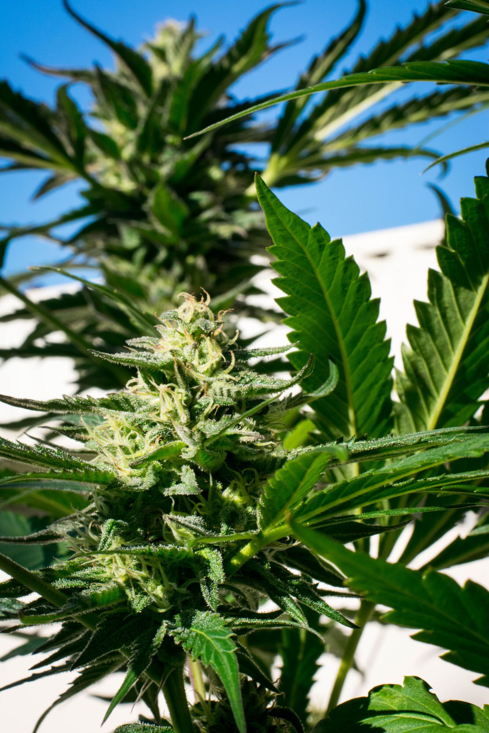 Nikon D3400 sample photo. Marijuana, plant, cannabis photography