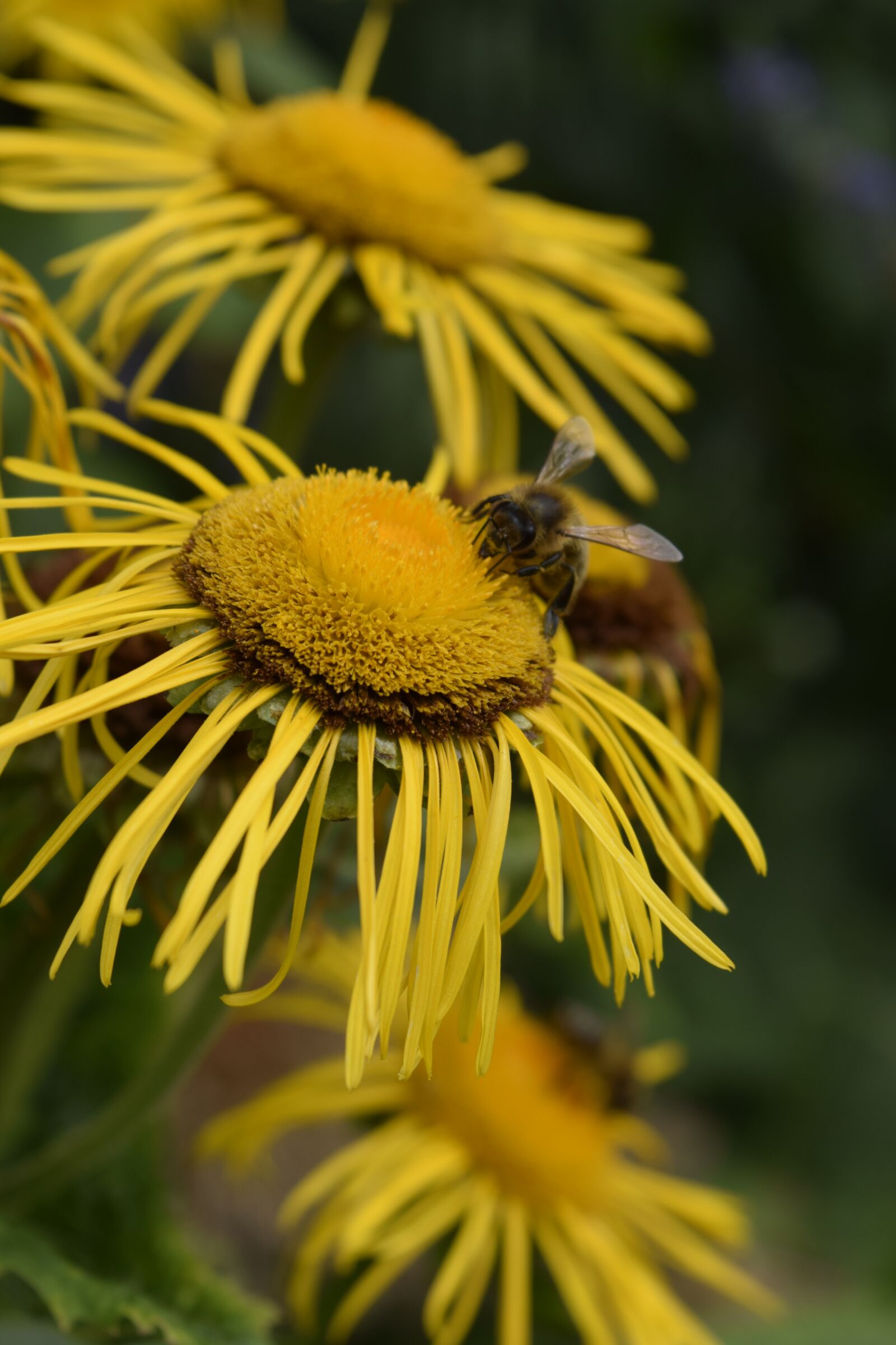 Nikon D5300 sample photo. Bee, flowers, yellow photography