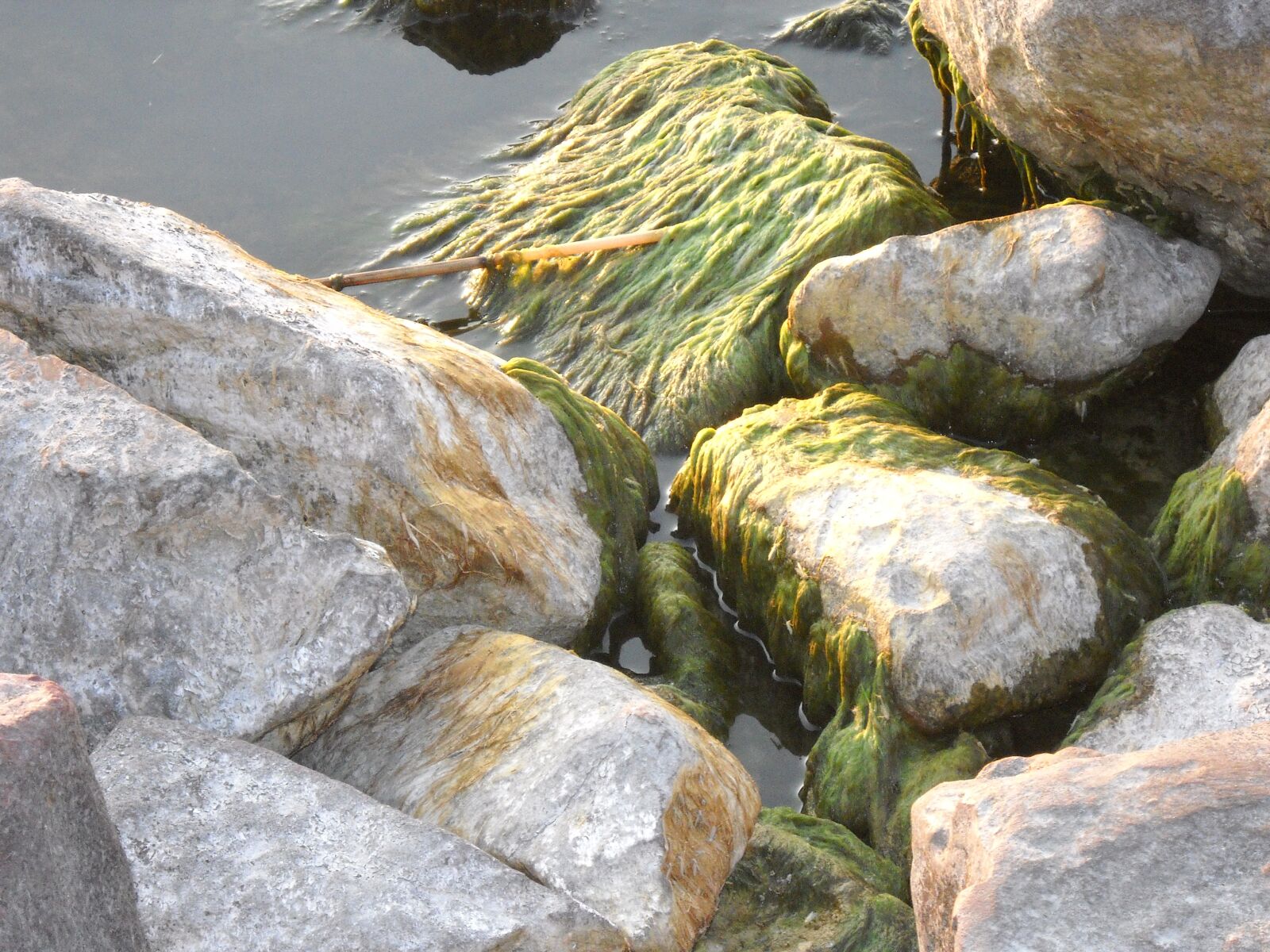 Nikon Coolpix L20 sample photo. Stones, seaweed, cliff photography