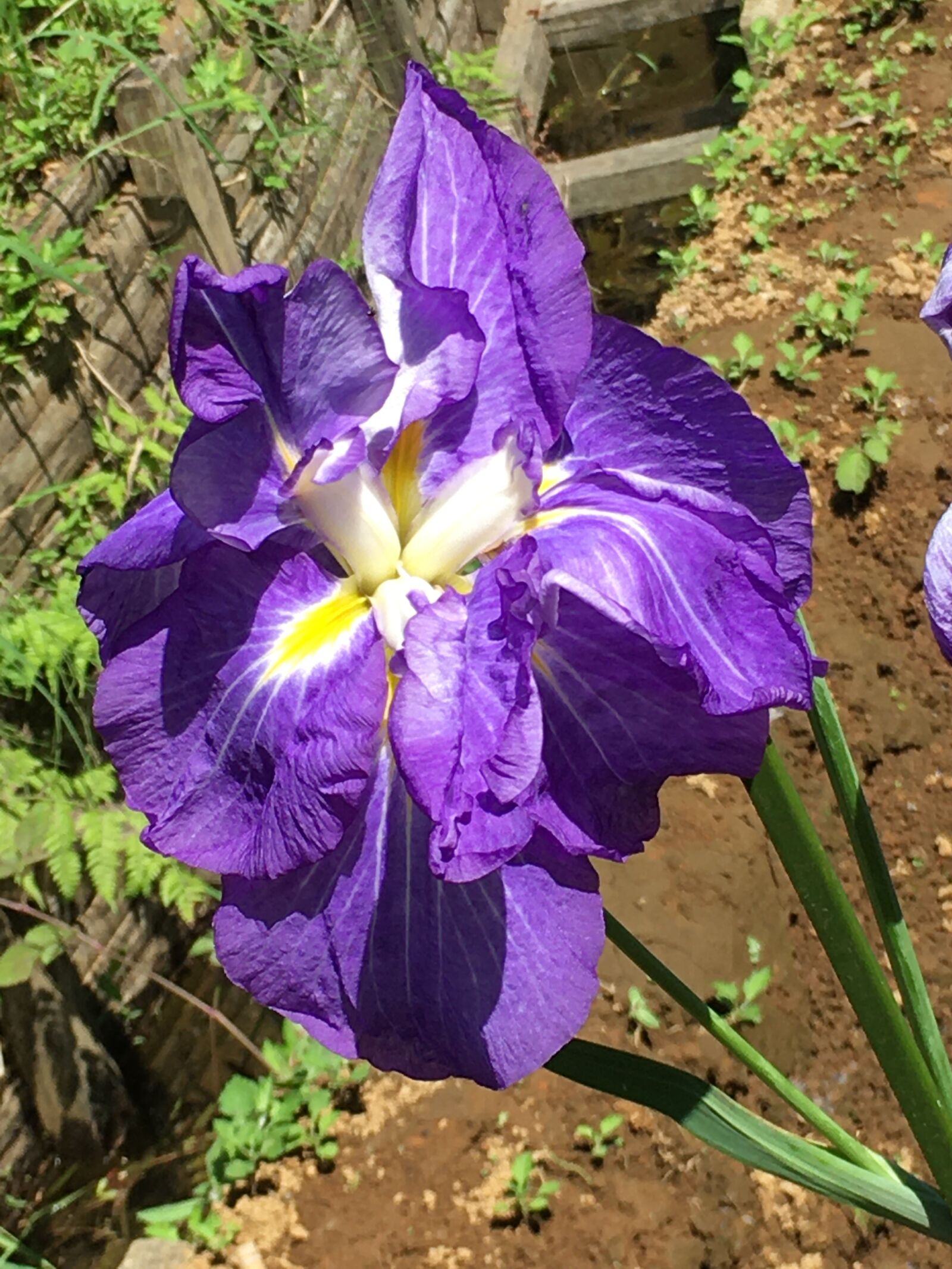 iPhone 6s back camera 4.15mm f/2.2 sample photo. Flower, in, japan photography