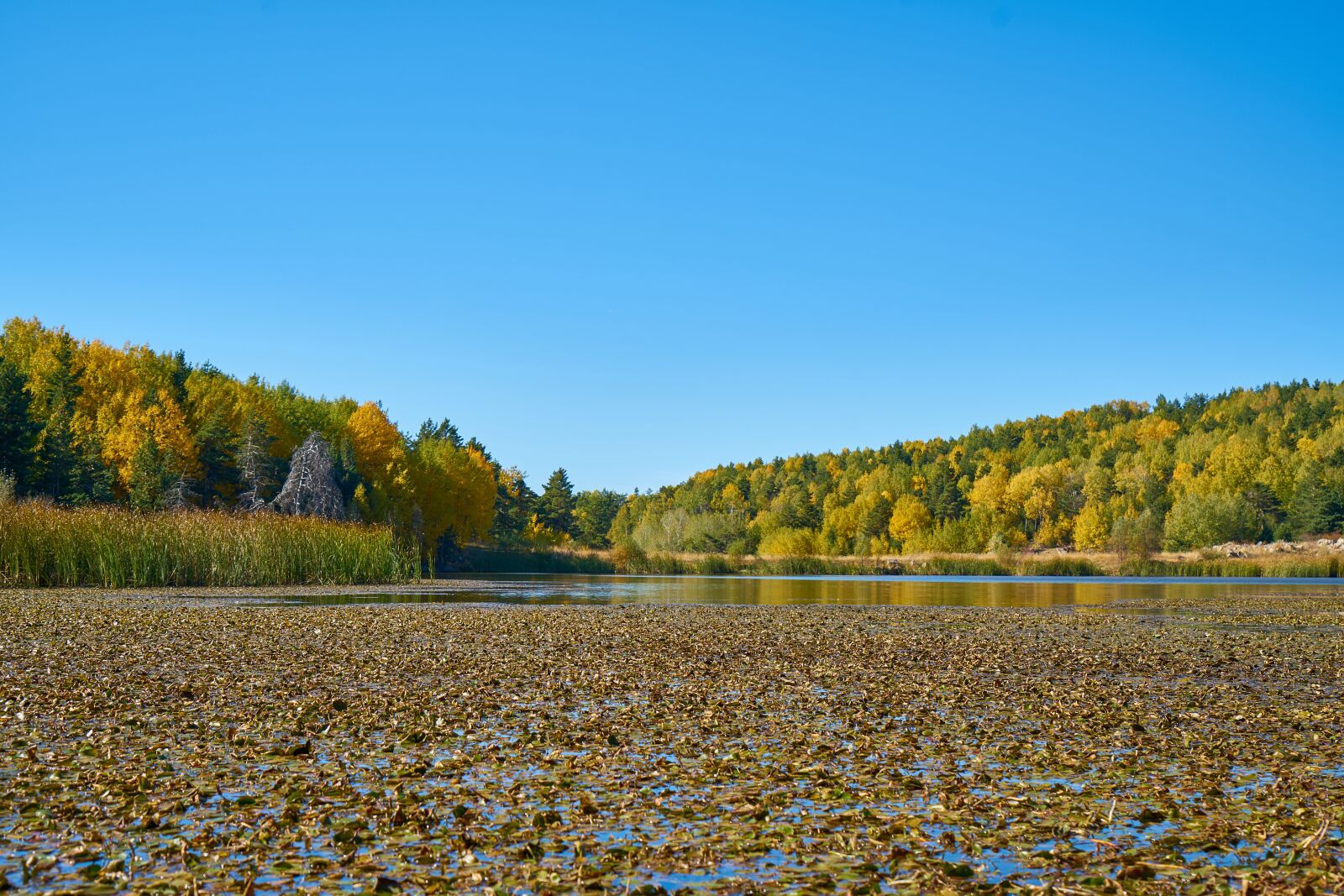Sony a7R II sample photo. Autumn, season, landscape photography