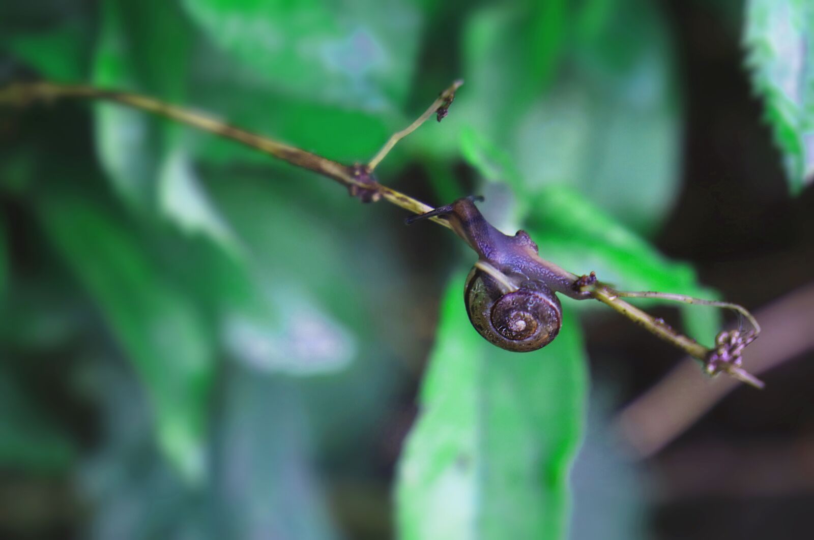 Canon EOS 77D (EOS 9000D / EOS 770D) sample photo. Snail, shell, spiral photography
