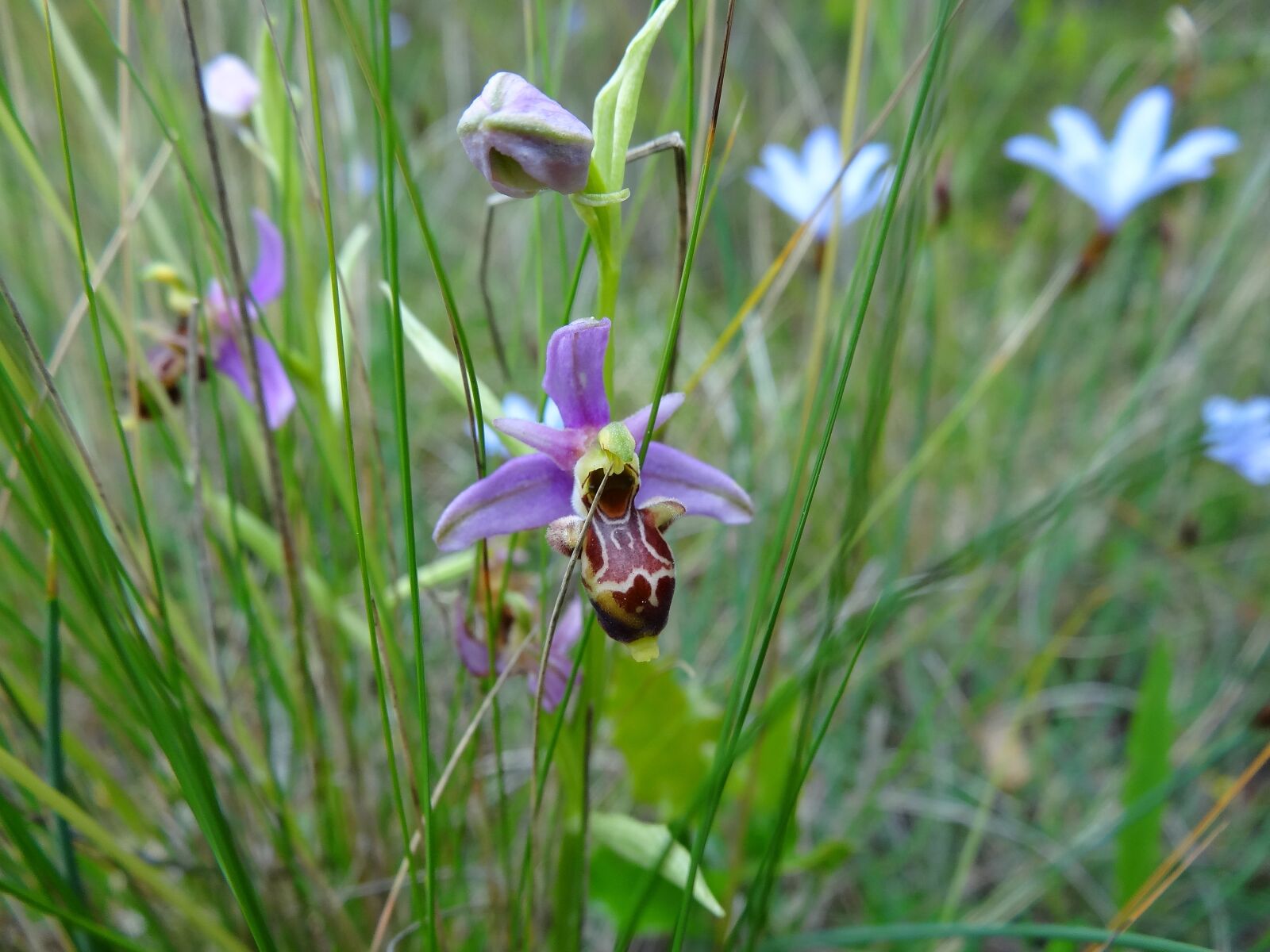 Sony Cyber-shot DSC-HX20V sample photo. Orchid, scrubland, herald photography