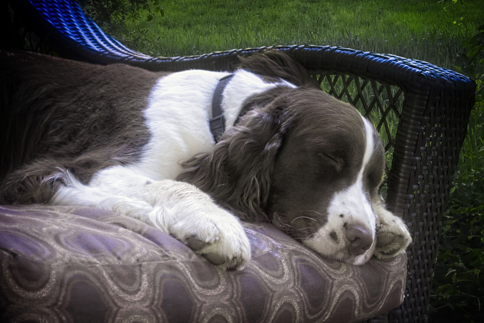 Nikon D3200 sample photo. Dog, sleeping, springer photography