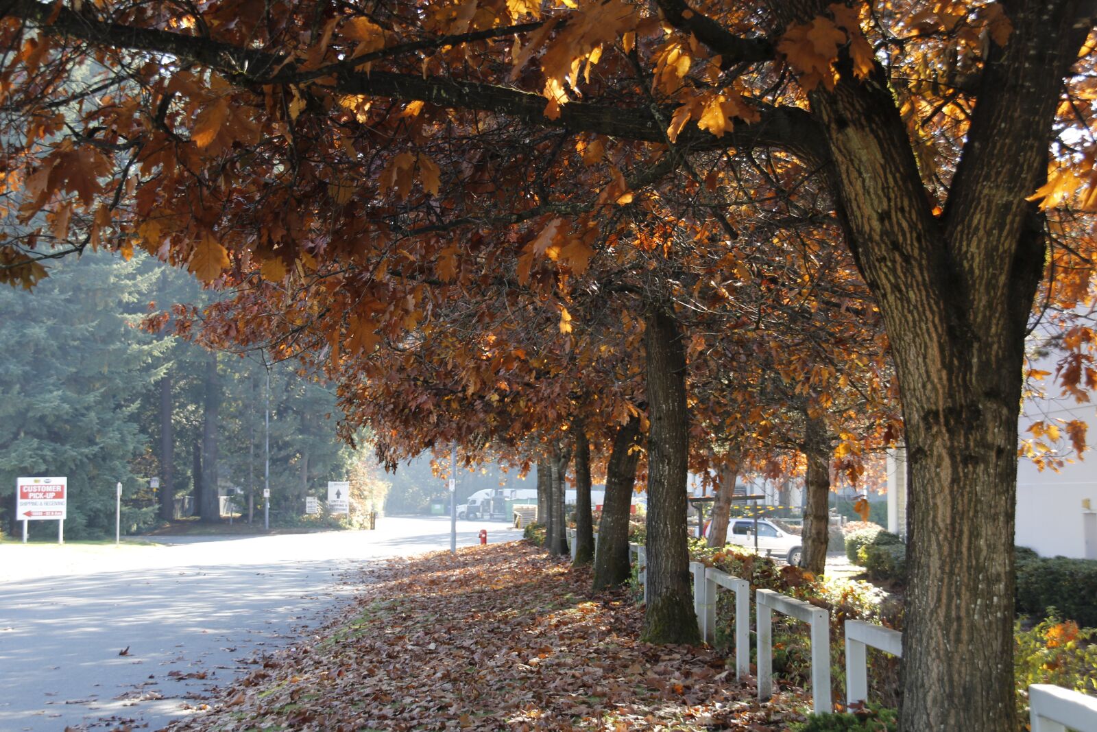 Canon EOS 1200D (EOS Rebel T5 / EOS Kiss X70 / EOS Hi) sample photo. Fall, tree, autumn photography