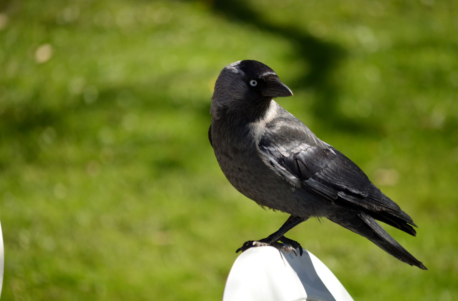 Nikon D5100 sample photo. Jackdaw, member of the photography