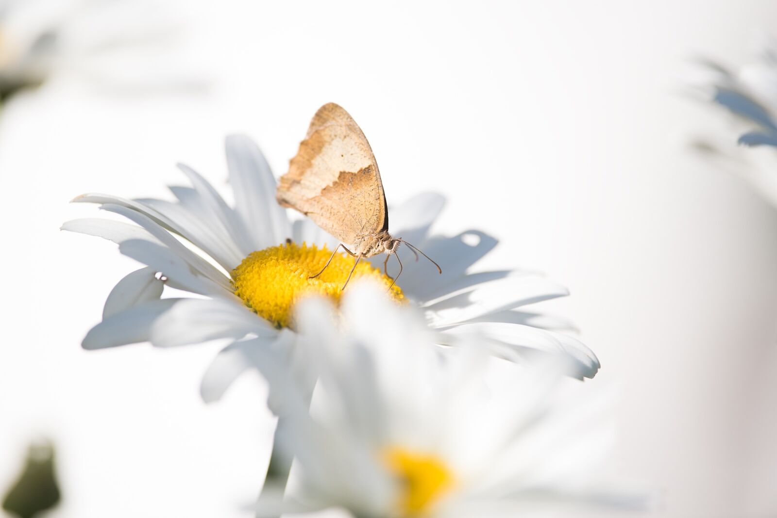 Nikon D750 sample photo. Butterfly, marguerite, summer photography