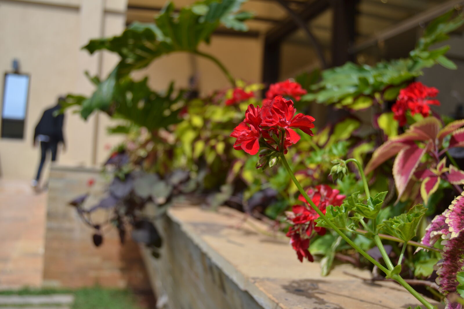 Nikon D3100 sample photo. Beautiful, flowers photography