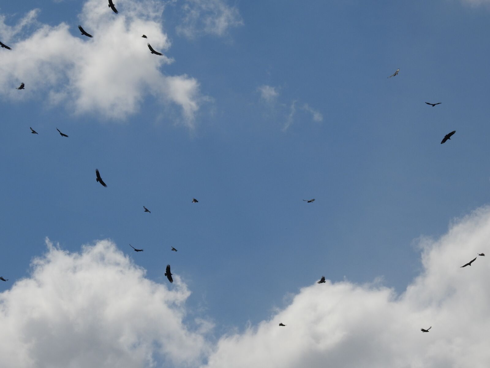 Nikon Coolpix P900 sample photo. Sky, birds, seagull photography