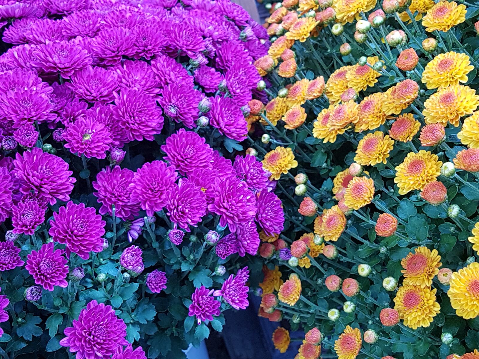 Samsung Galaxy S7 sample photo. Autumn, becoming, kogiku photography