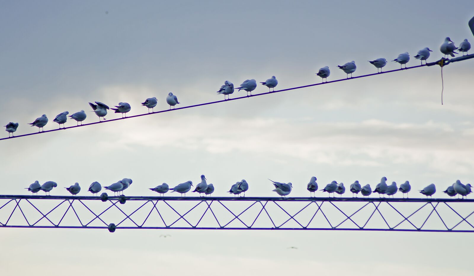 Canon EOS 450D (EOS Rebel XSi / EOS Kiss X2) sample photo. Birds, wire, day photography