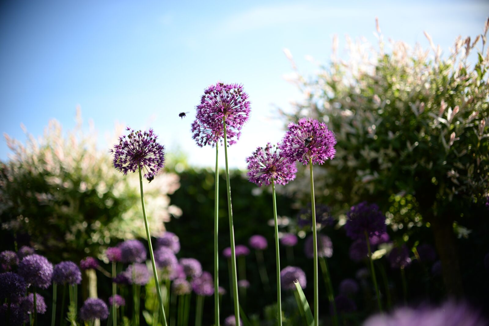Nikon D610 sample photo. Bee, flower, plant photography
