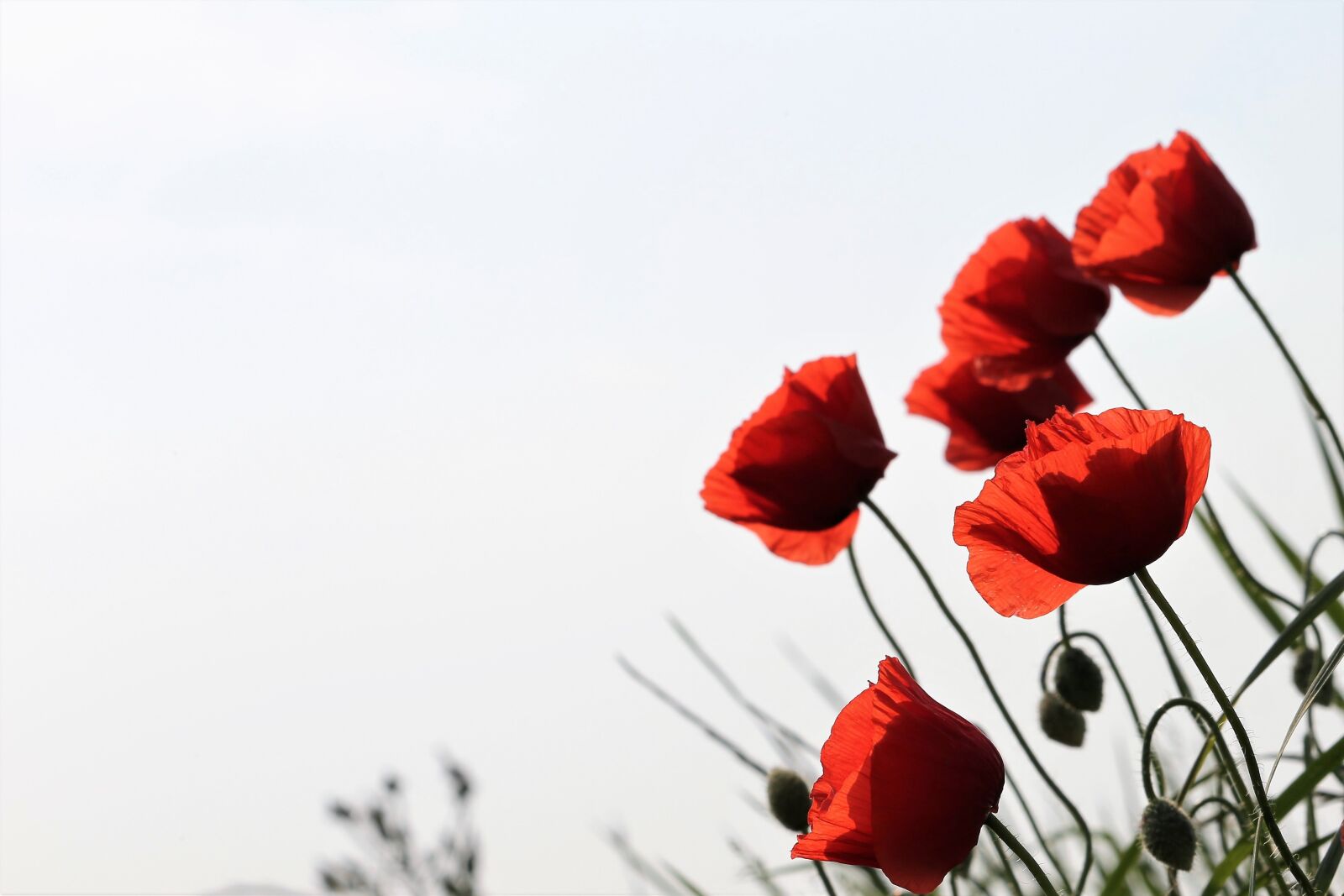 Canon EF 70-300 F4-5.6 IS II USM sample photo. Red poppy, papaver rhoeas photography
