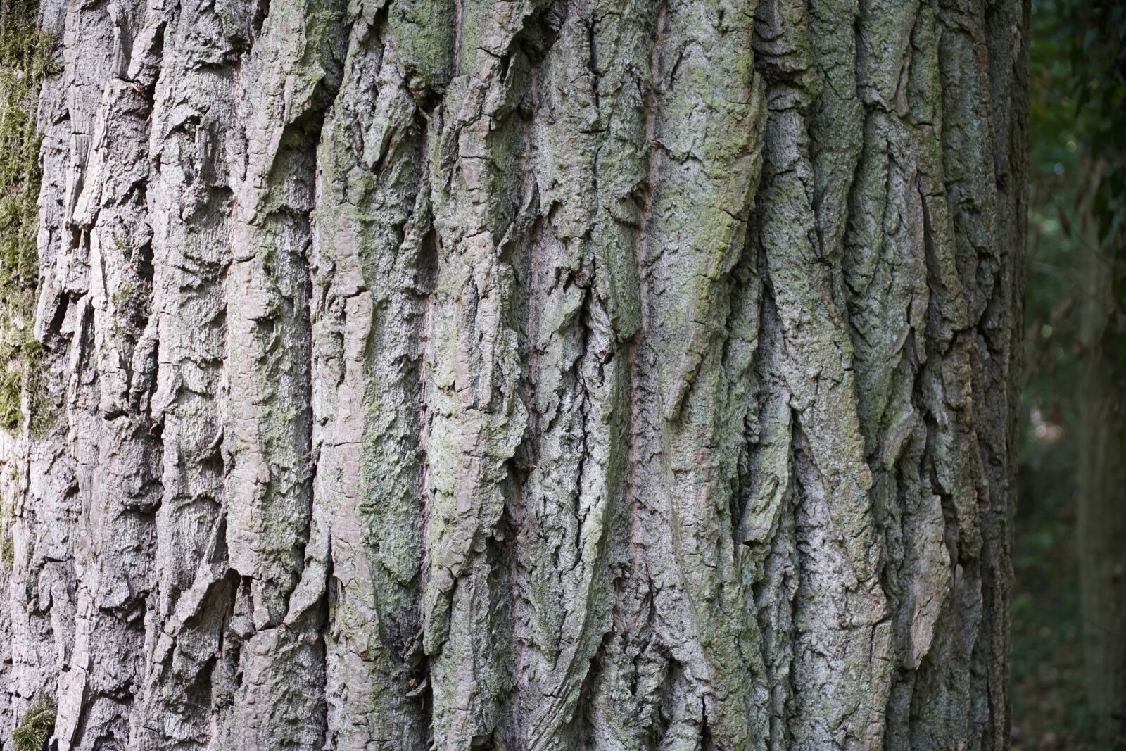 Sony E PZ 18-105mm F4 G OSS sample photo. Old oak tree, bark photography