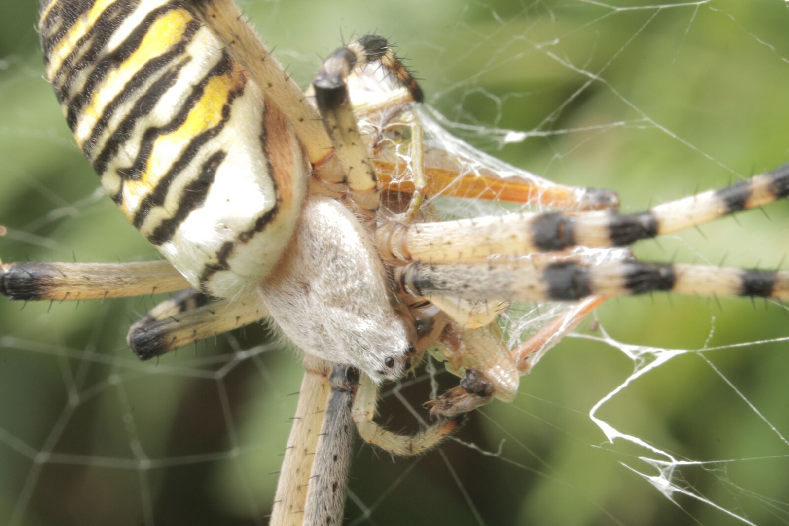 Canon EOS 7D sample photo. Animals, spider, nature photography