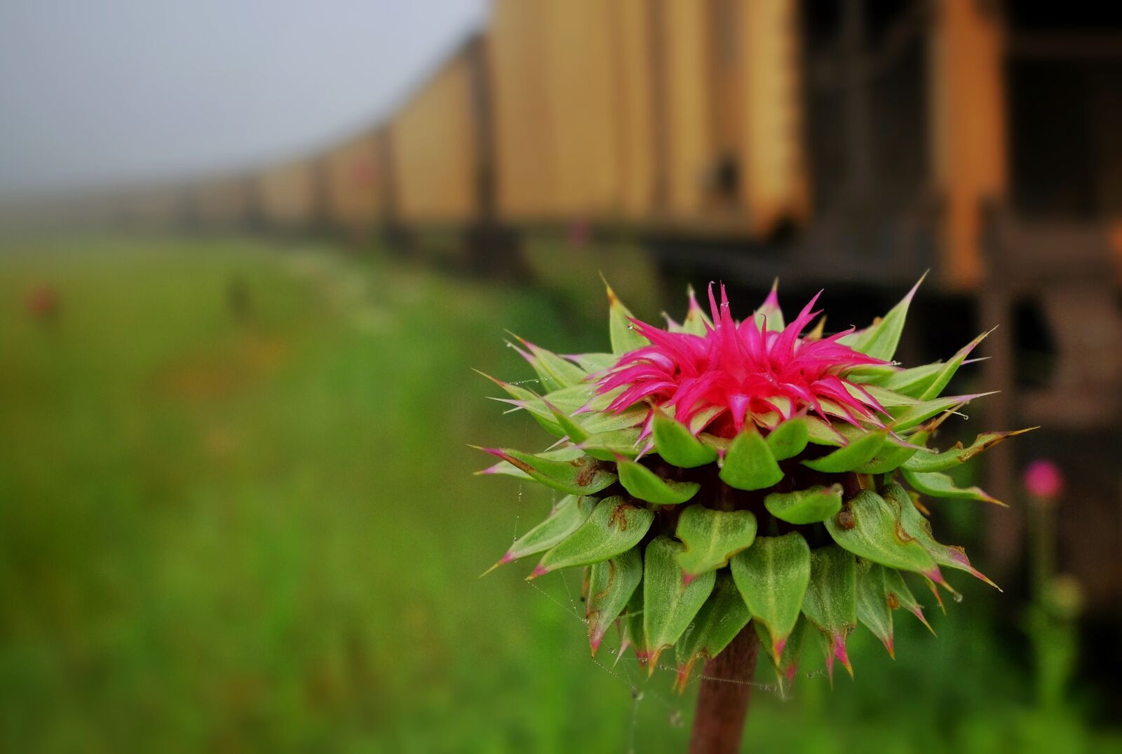 Fujifilm X30 sample photo. Thistle, train cars, car photography