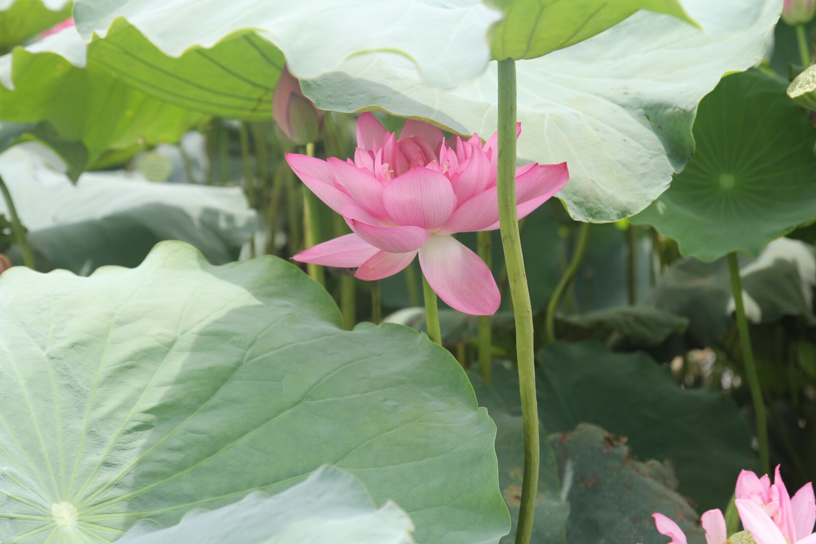 Canon EOS 60D sample photo. Flower, lotus, dress photography