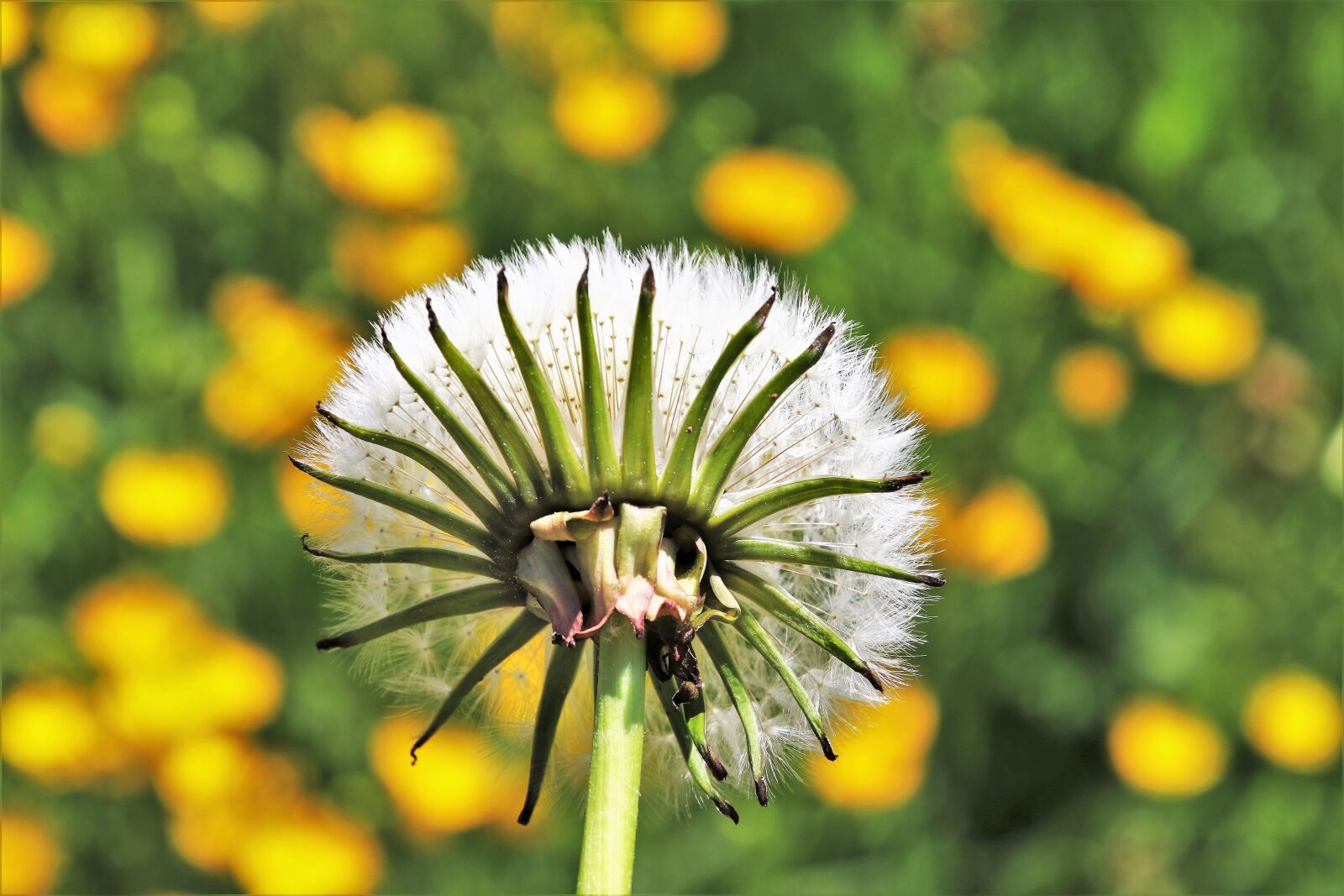 Canon EOS 80D sample photo. Spring, dandelion, fluff photography