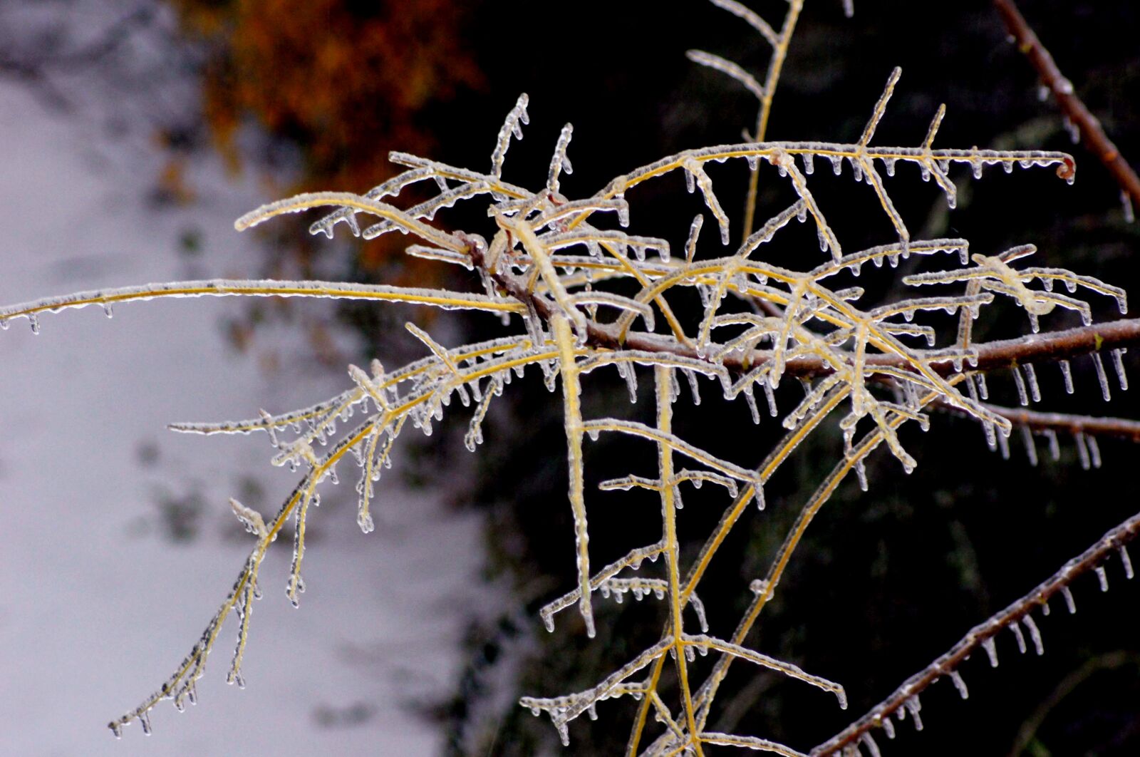 Sony SLT-A55 (SLT-A55V) sample photo. Nature, ice, cold photography