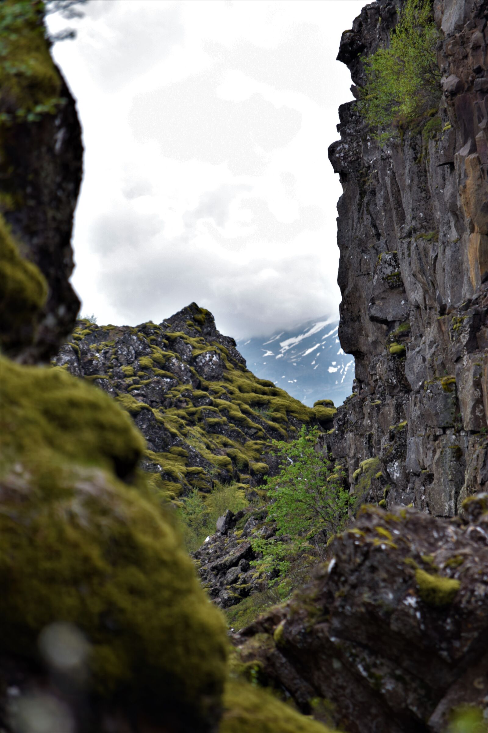 Nikon D3300 sample photo. Moss, moody, rock photography