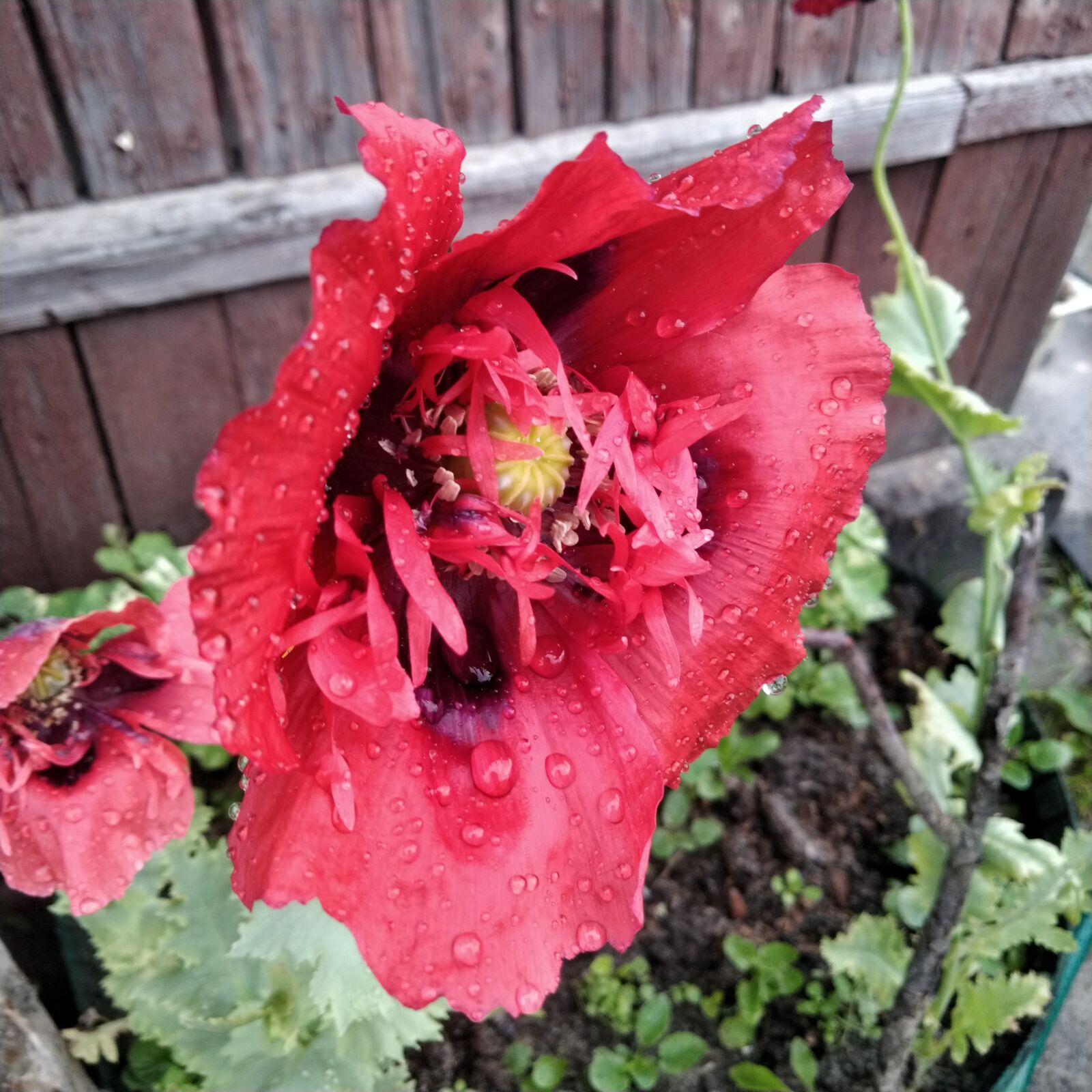 ASUS ZenFone 5 Lite (ZC600KL) sample photo. Mack, maki, flower photography