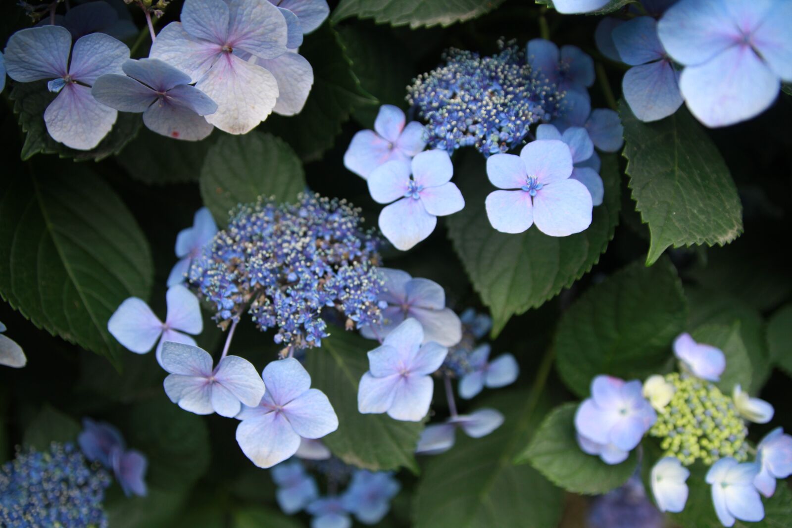 Canon EOS 7D sample photo. Hydrangea, plant, flowers photography
