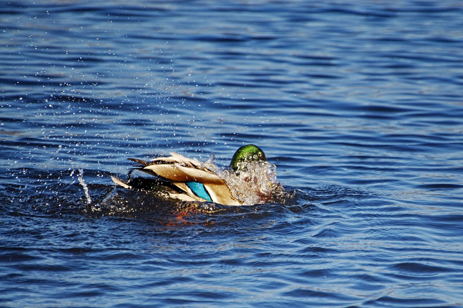 Nikon D70 sample photo. Duck, mallard, drake photography