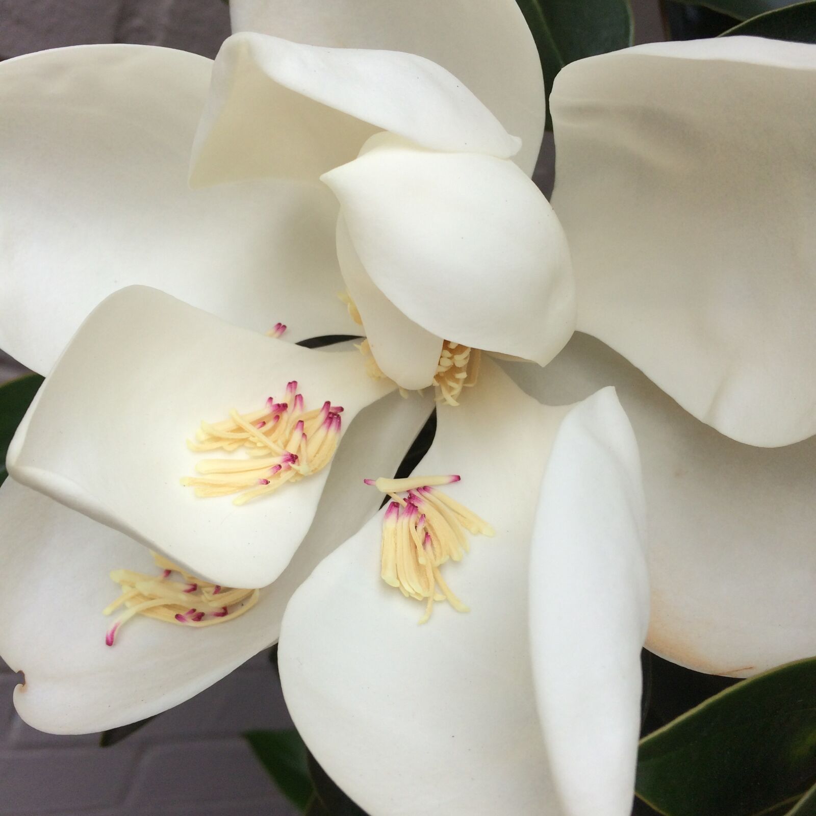 iPhone 5s back camera 4.15mm f/2.2 sample photo. Flower, magnolia photography