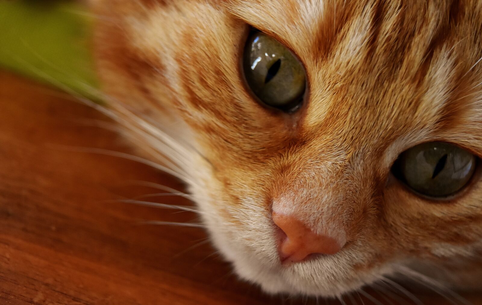 Nikon D7200 sample photo. Cat, mackerel, portrait photography