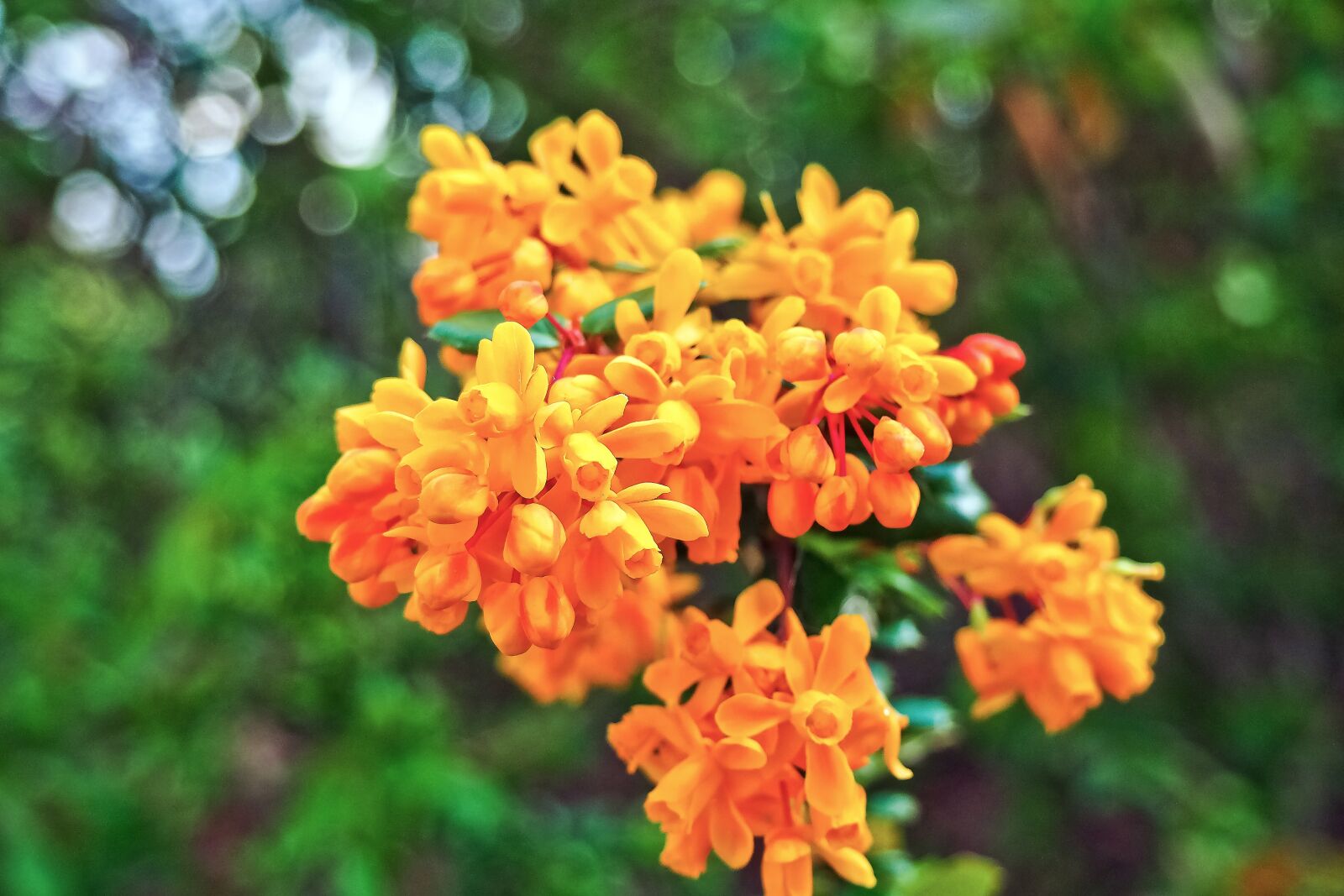 Olympus OM-D E-M10 sample photo. Barberry, plant, close up photography