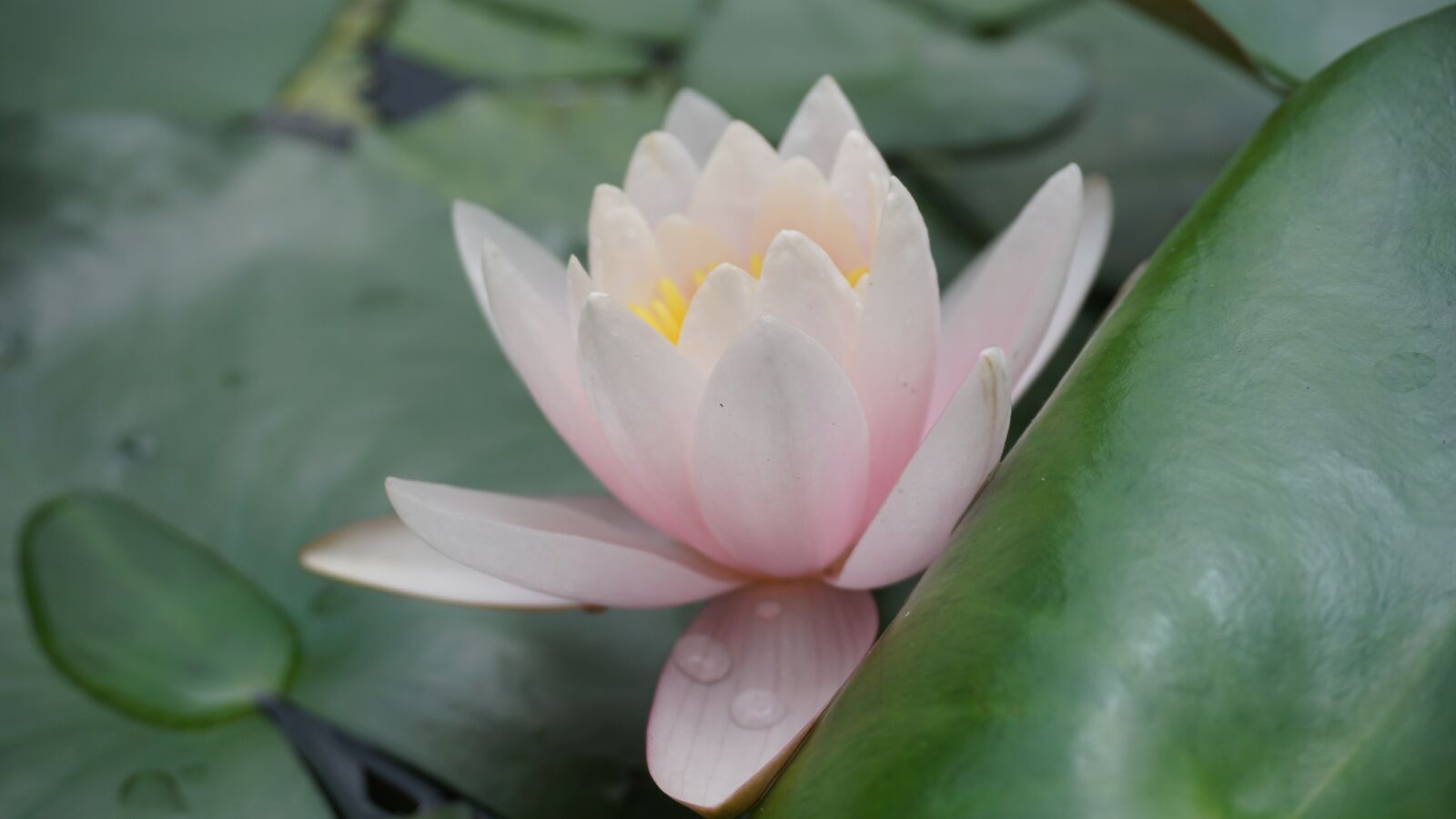 Sony a6000 sample photo. Lotus, pink lotus photography