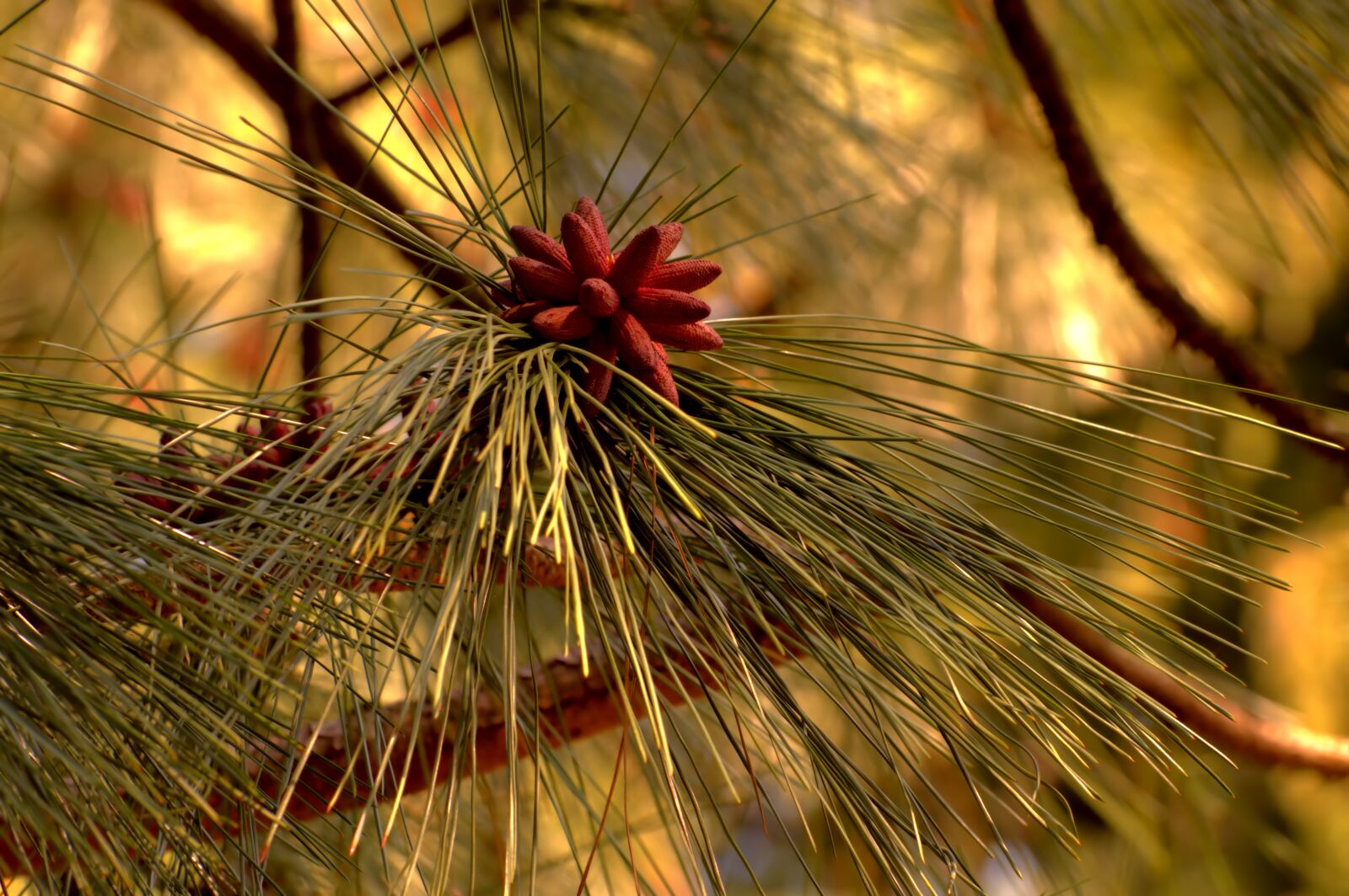 Nikon D3200 sample photo. Macro, nature, garden photography