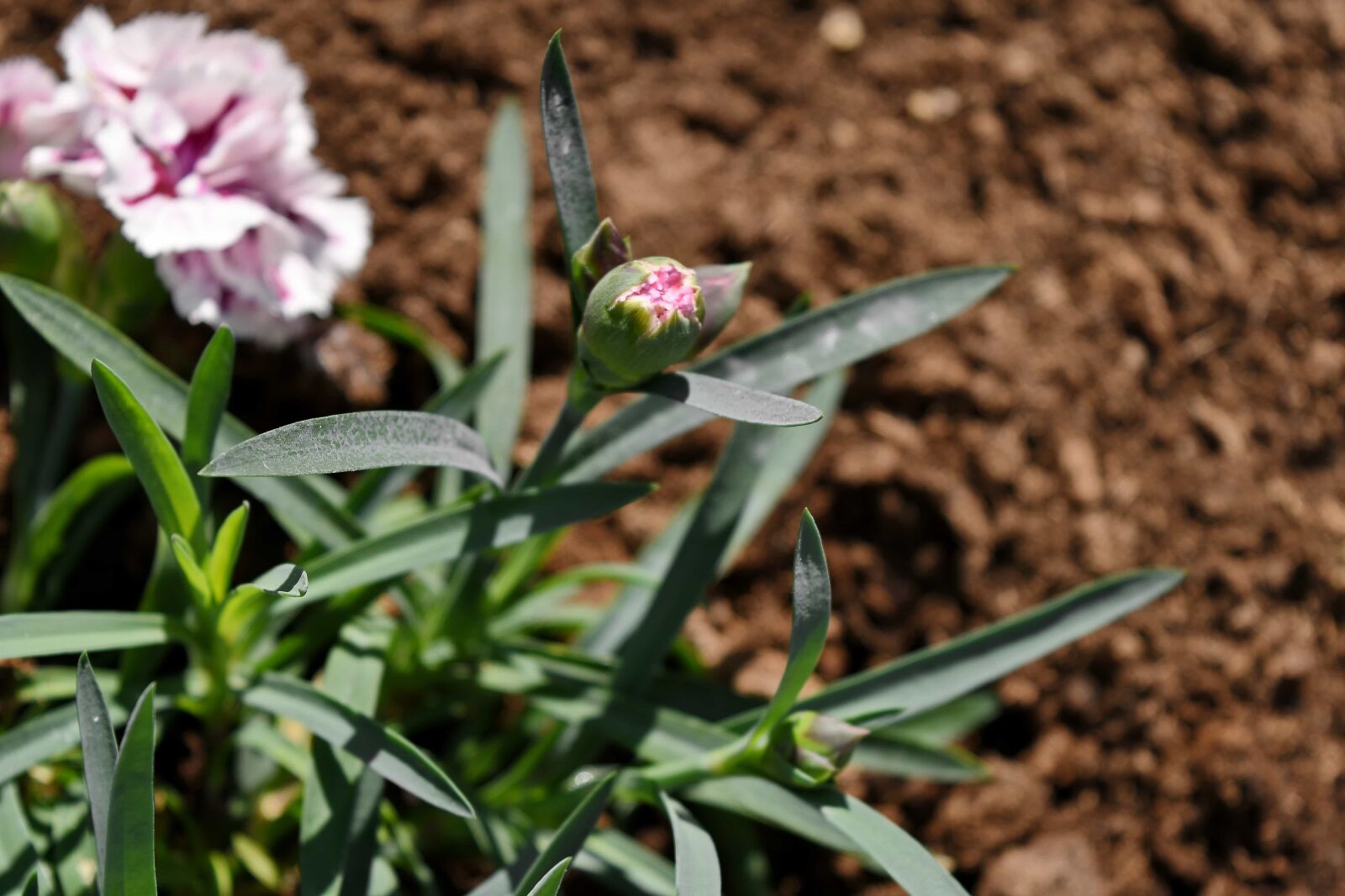 Nikon D5500 sample photo. Carnation, flower bud, flower photography