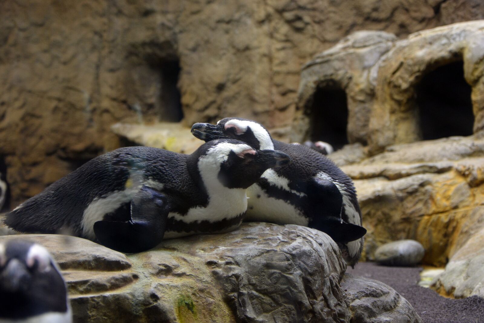 Nikon D5200 sample photo. Penguin, zoo, animals photography