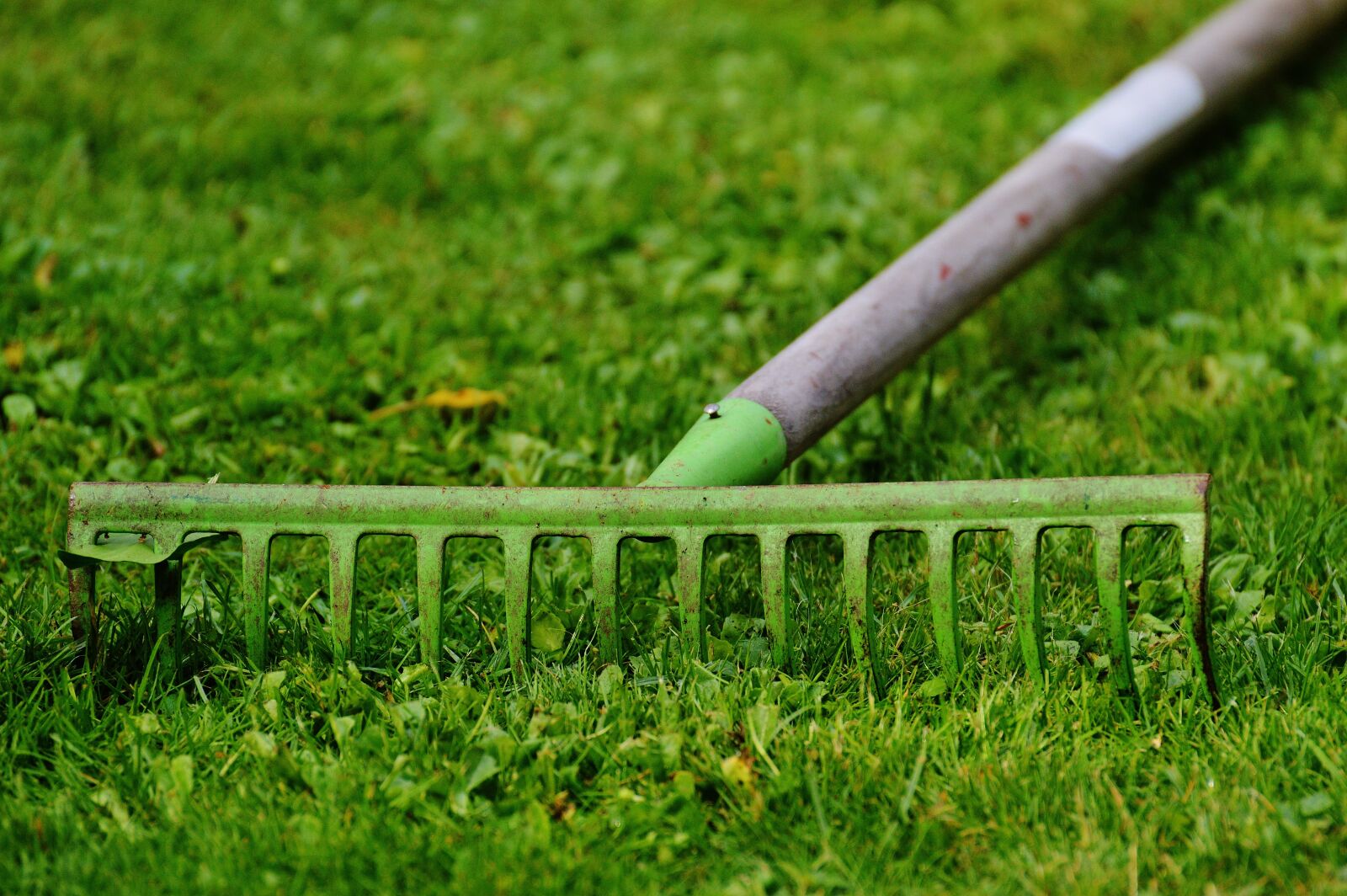 Nikon D3200 sample photo. Computing, garden, work photography